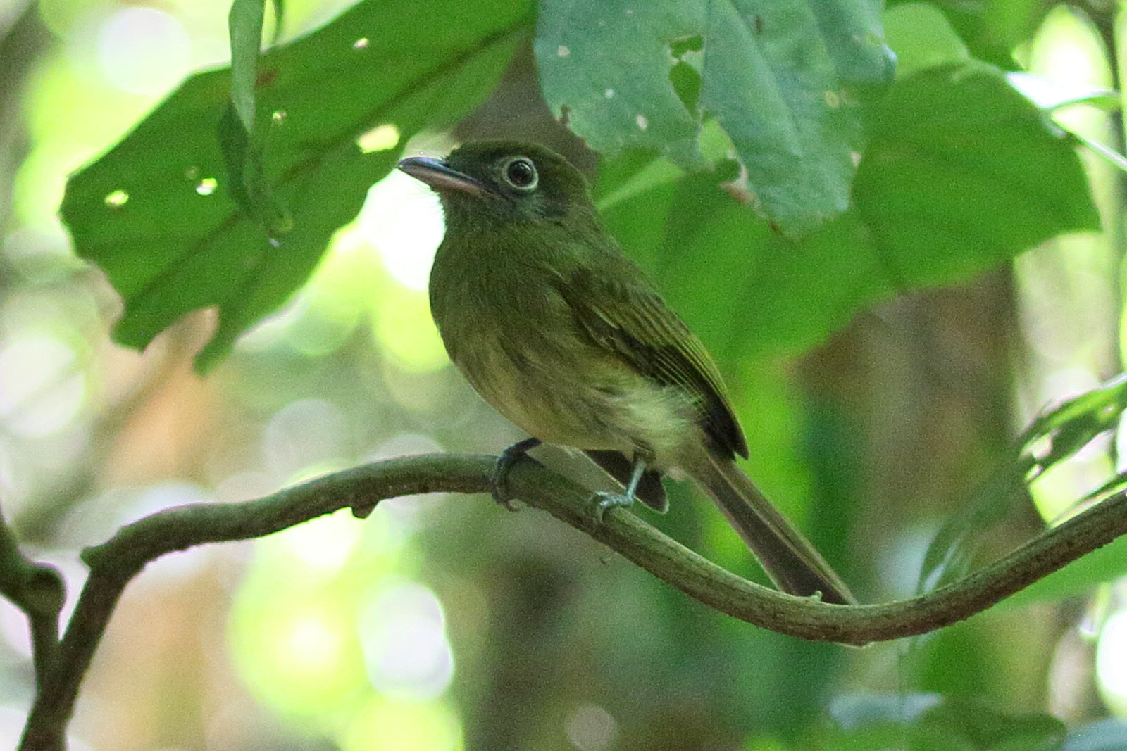 platyrhynque_a_bec_court_-_rhynchocyclus_brevirostris1bd