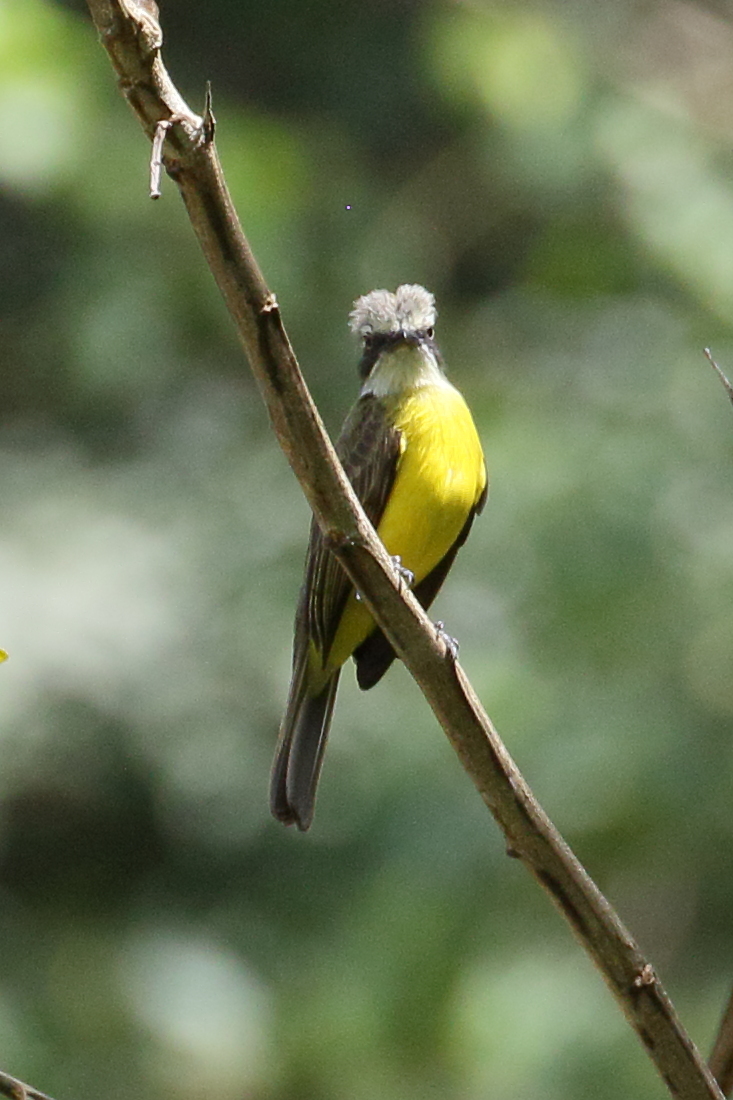 tyran_a_tete_grise_-_myiozetetes_granadensis3bd