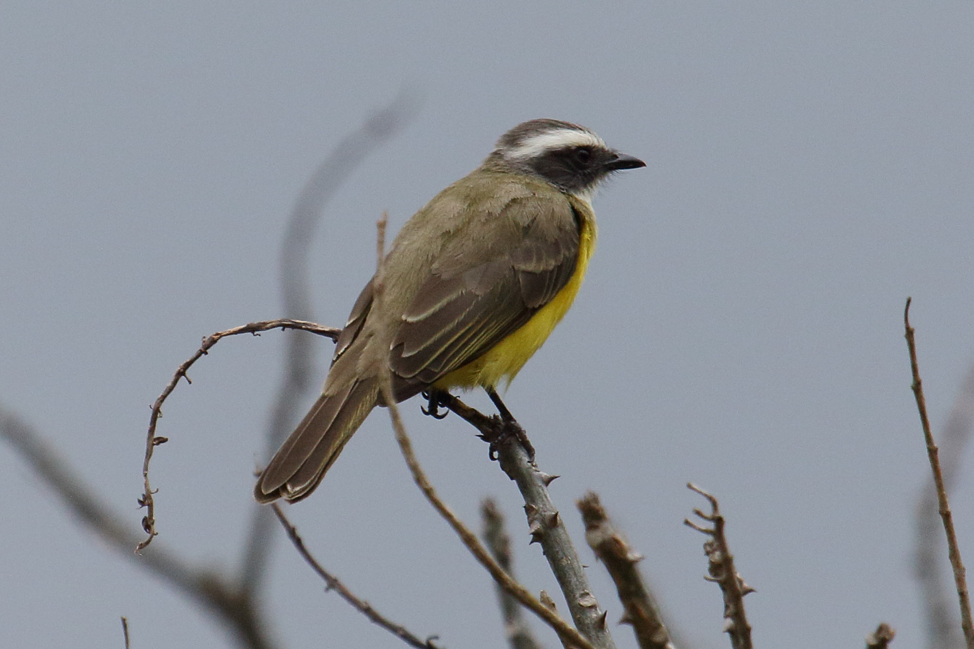 tyran_sociable_-_myiozetetes_similis5md