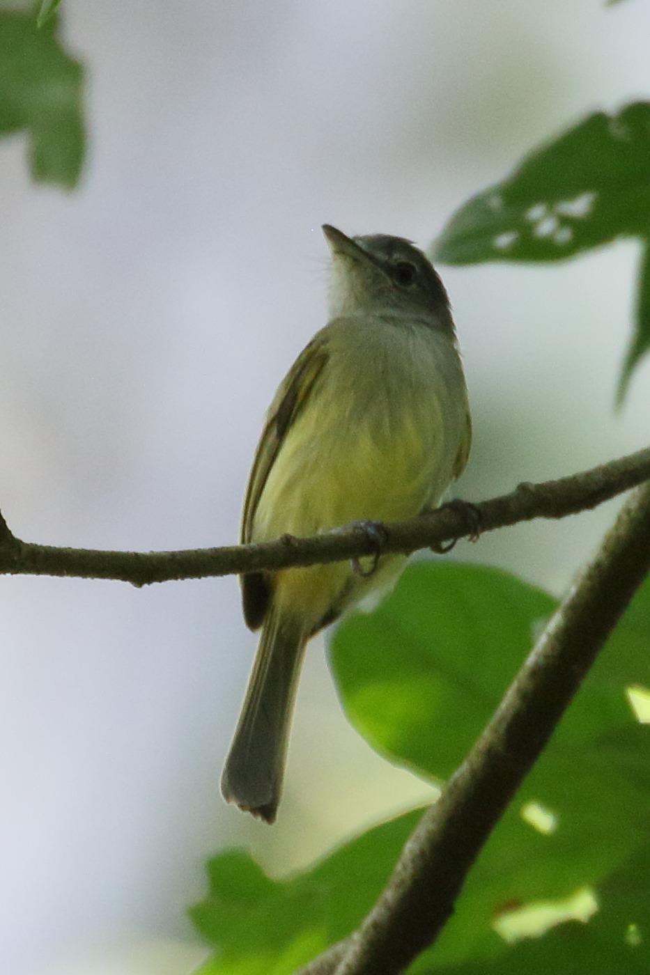 tyranneau_jaune-olive_-_tolmomyias_sulphurescens1bd