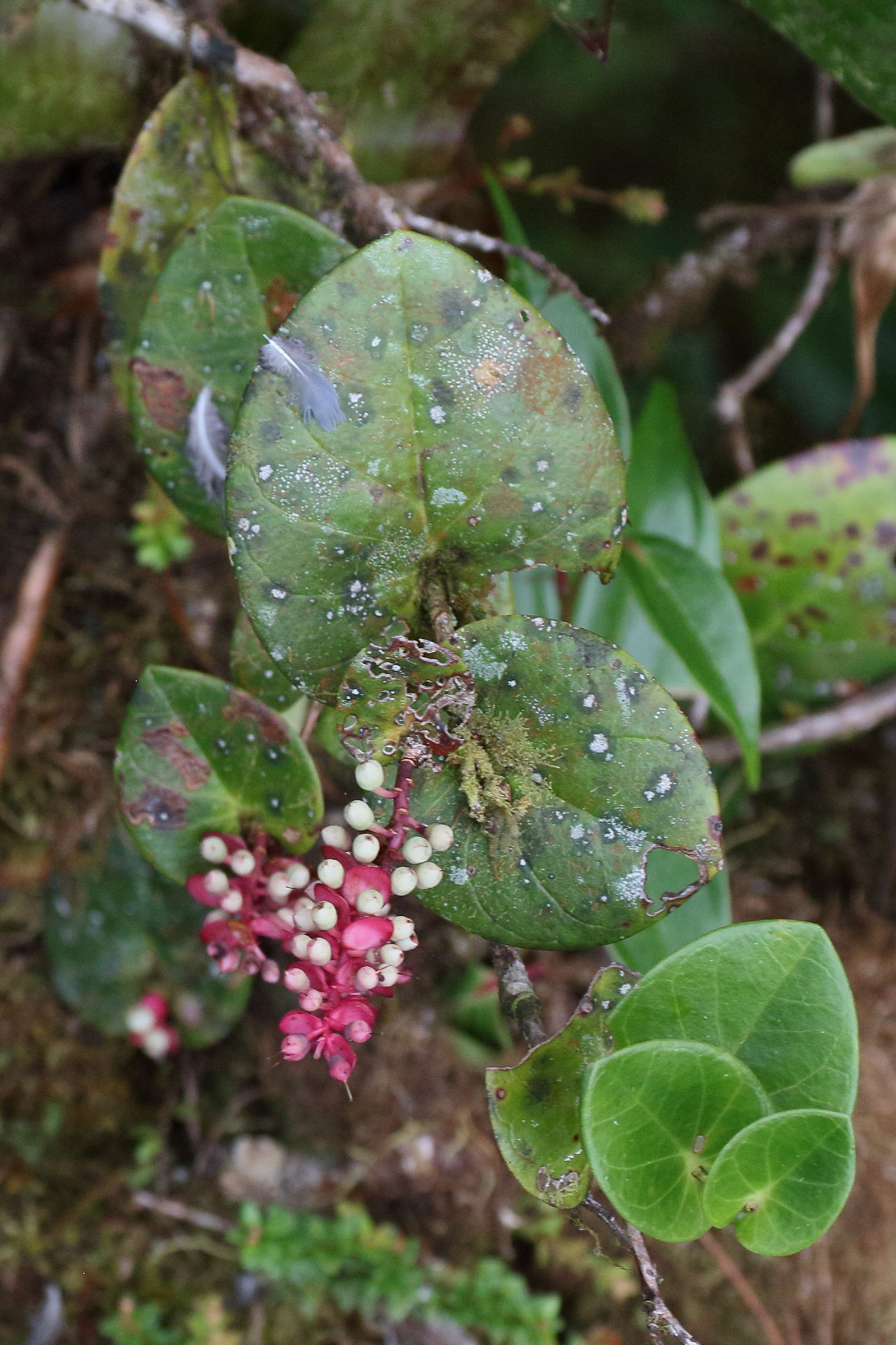 cavendishia_complectens4bd