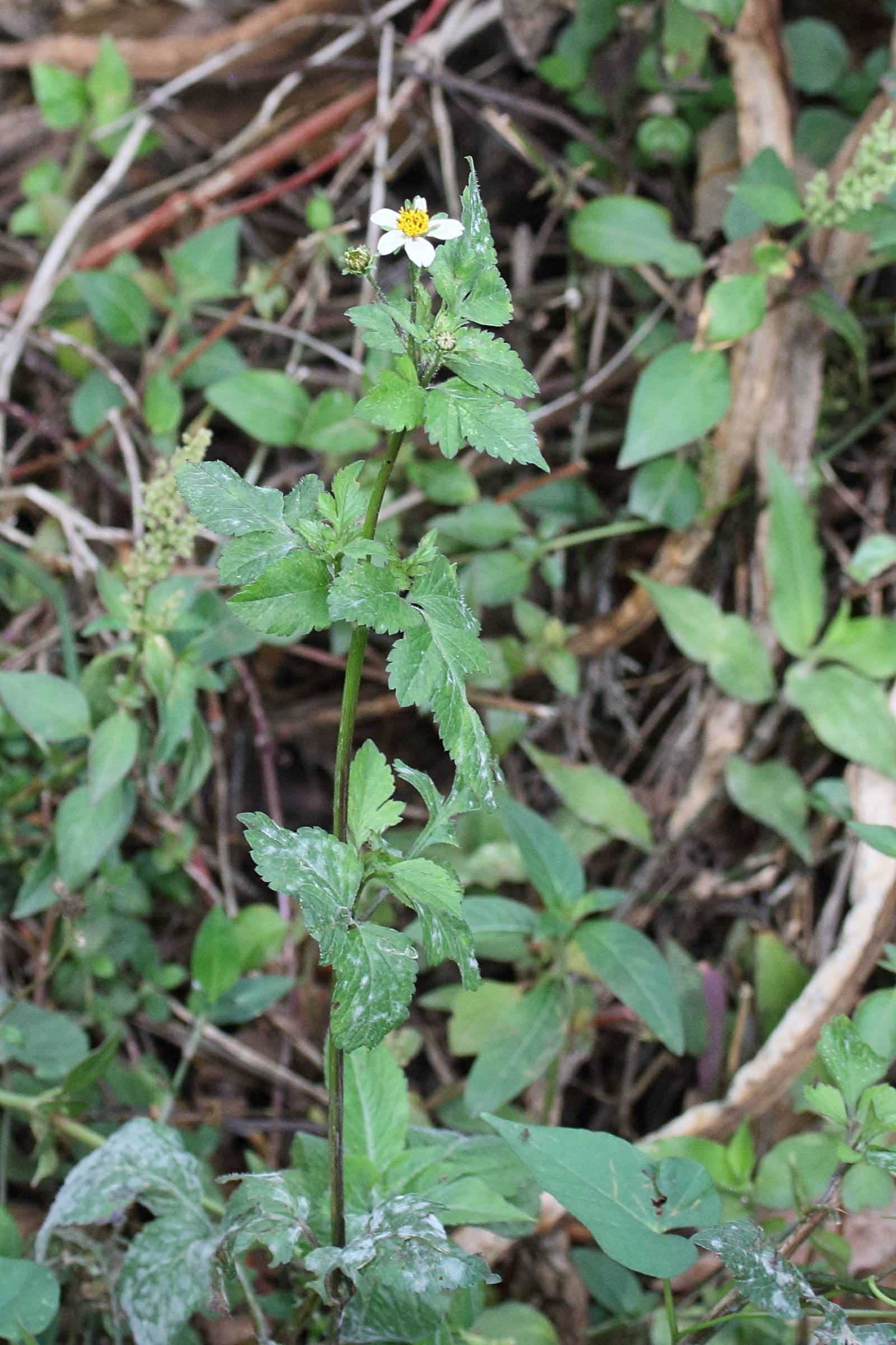 bidens_pilosa7md