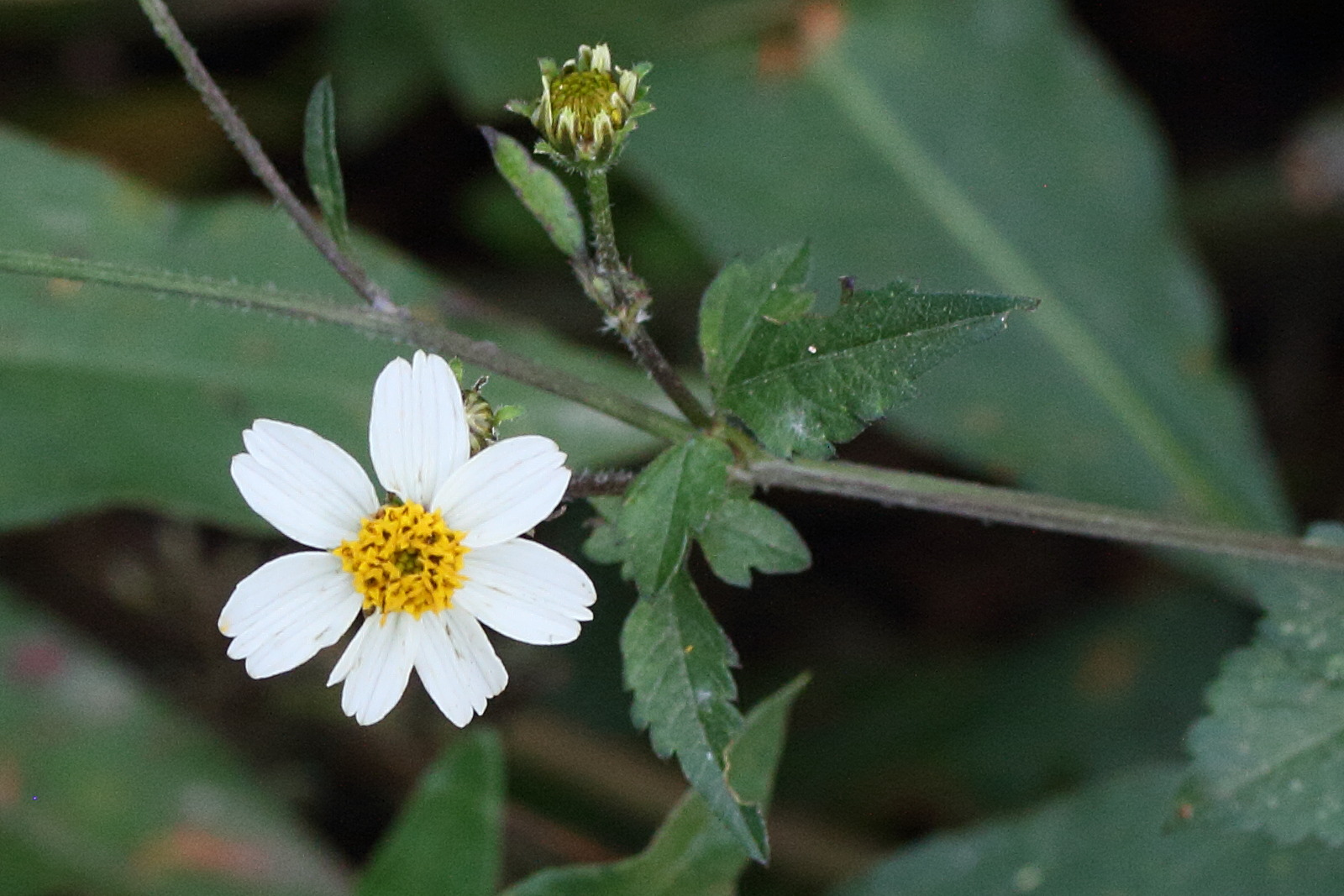 bidens_pilosa8md