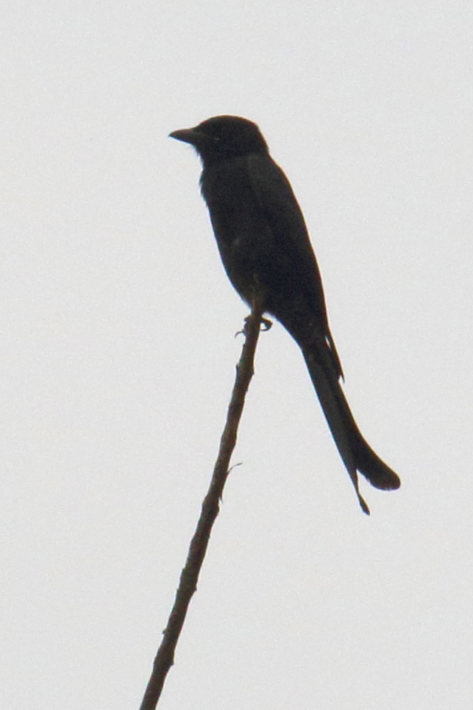 drongo_royal_-_dicrurus_macrocercus2bd