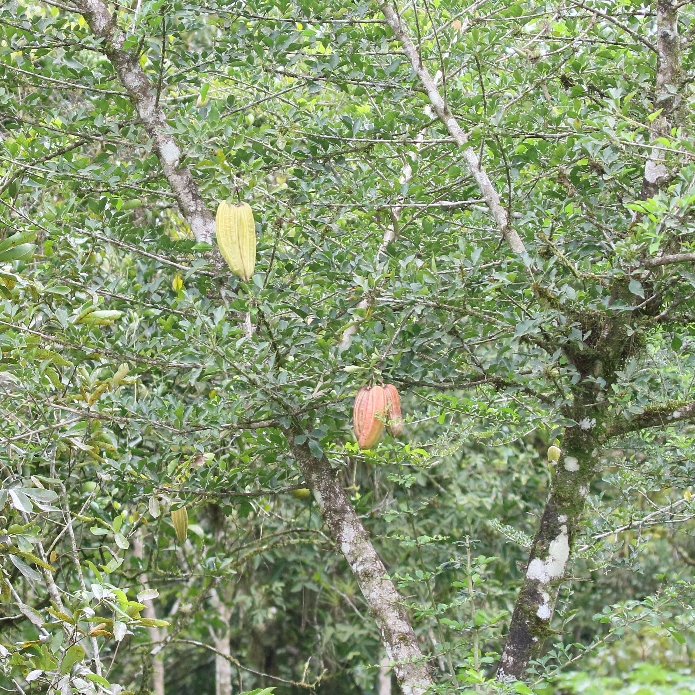 parmentiera_aculeata1bd