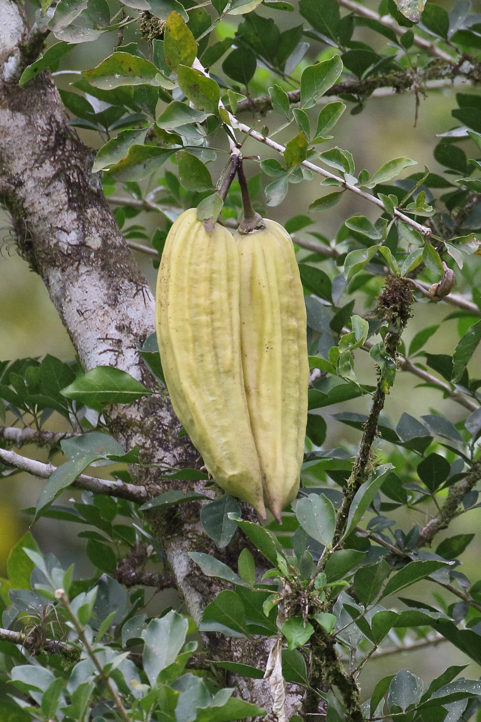 parmentiera_aculeata2bd