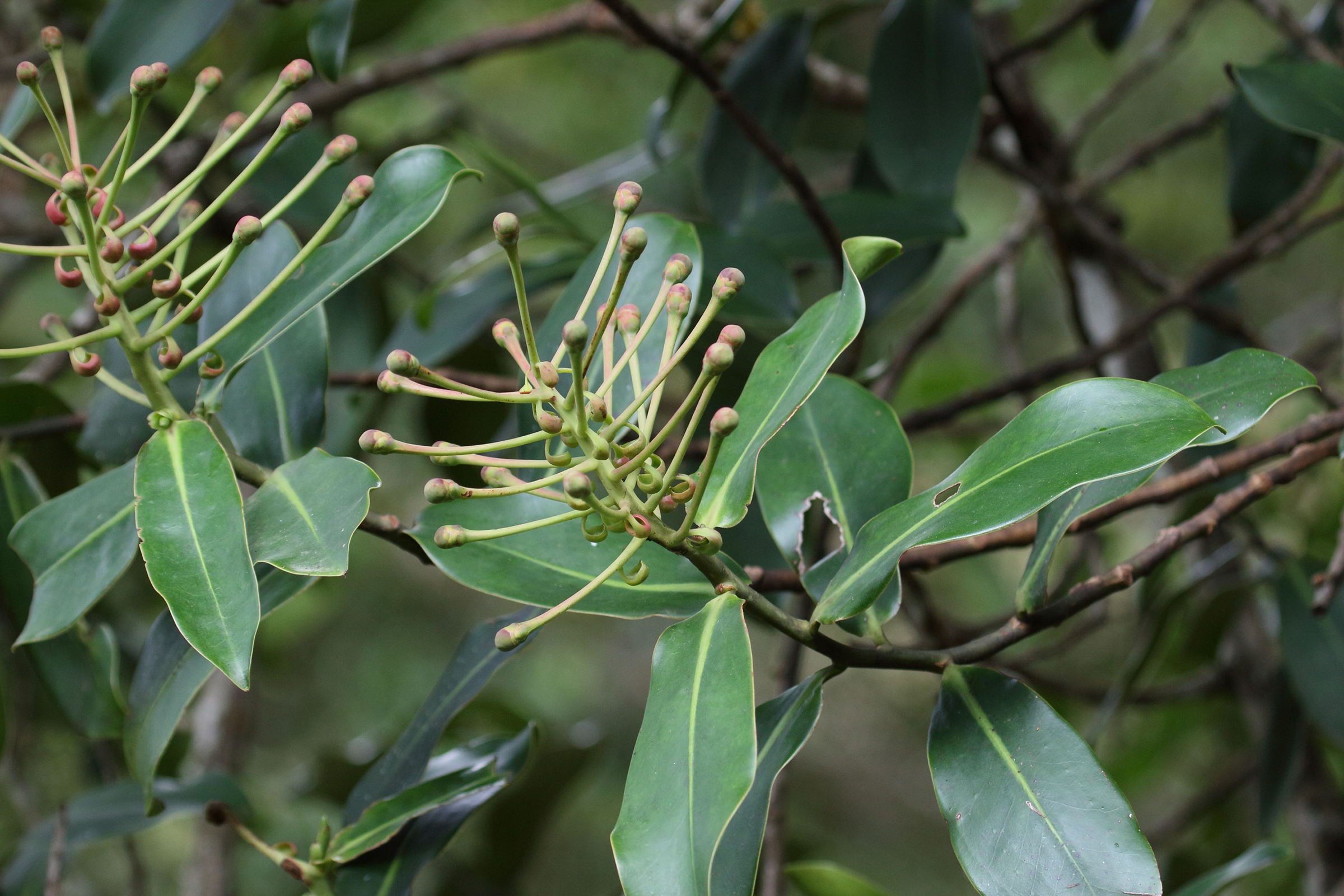 schwartzia_costaricensis2md