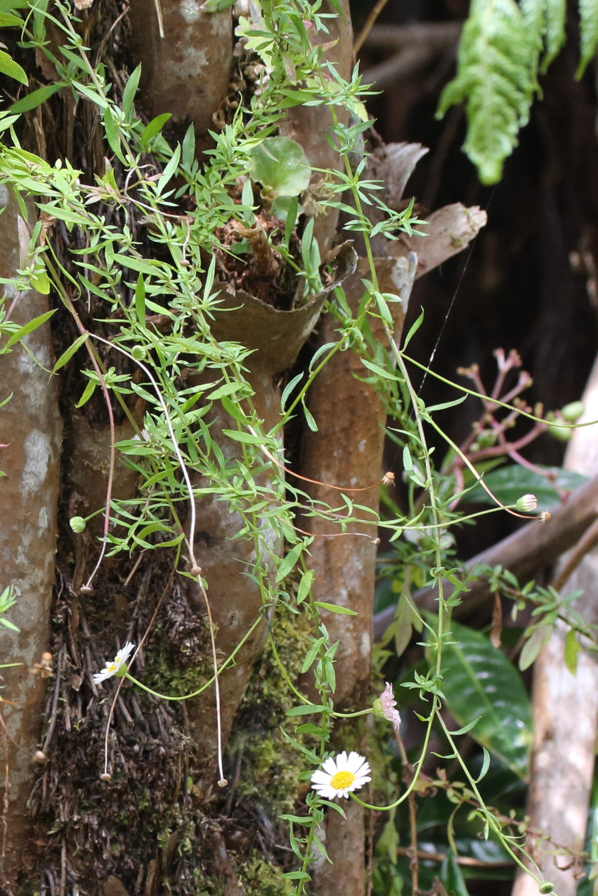 erigeron_karvinskianus7md