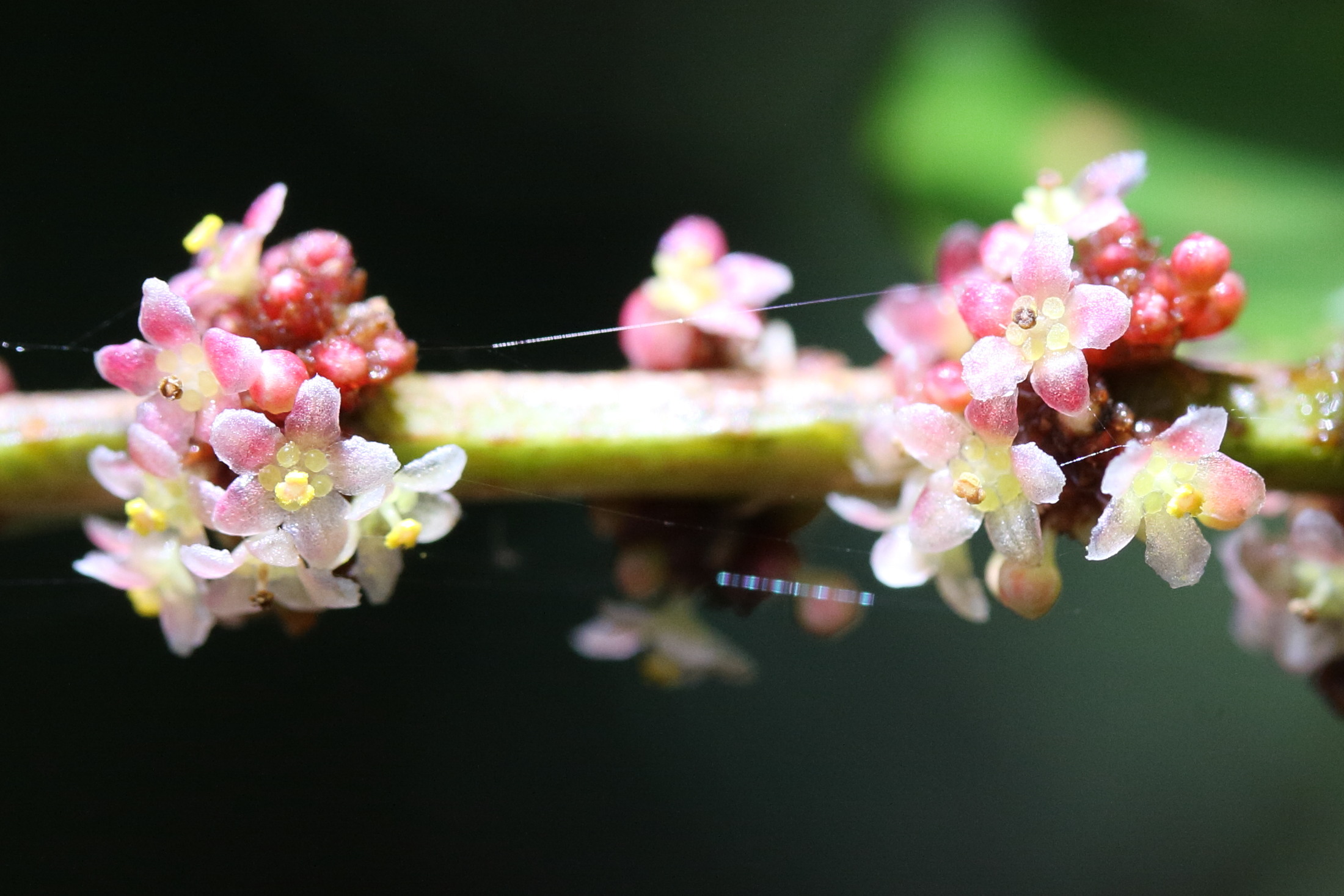 phyllanthus_phyllireifolius7md