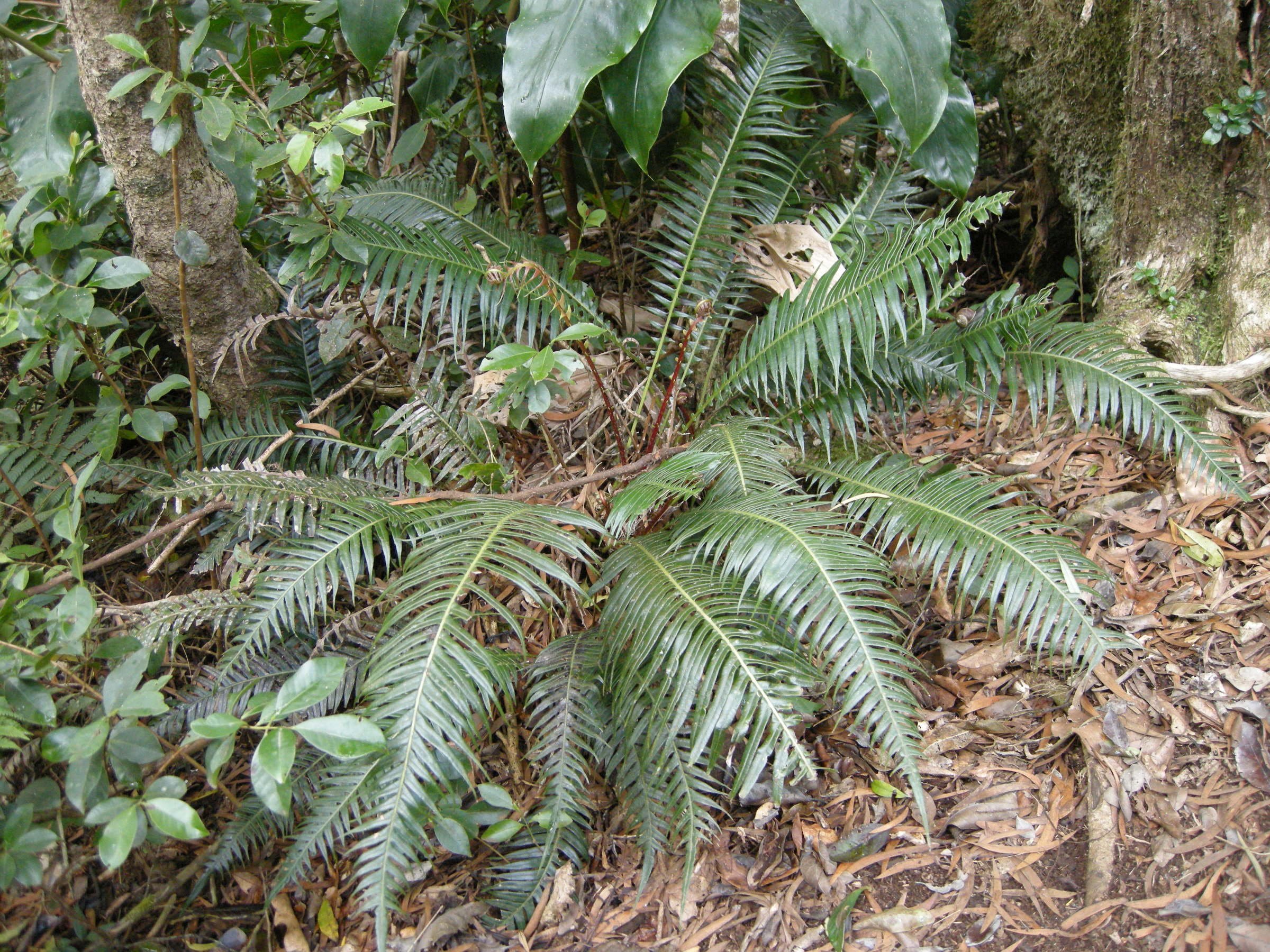 blechnum_attenuatum1md