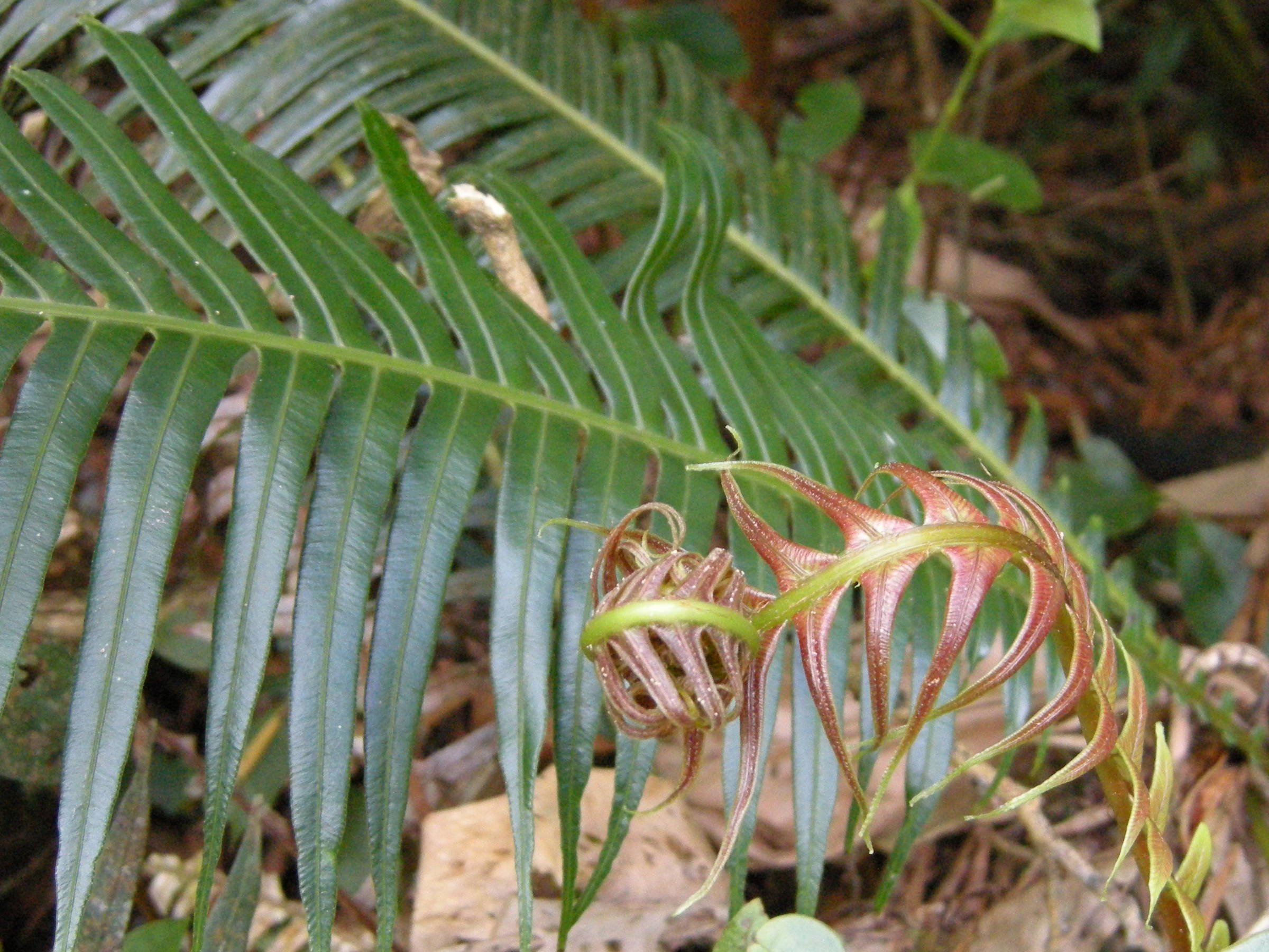 blechnum_attenuatum2md