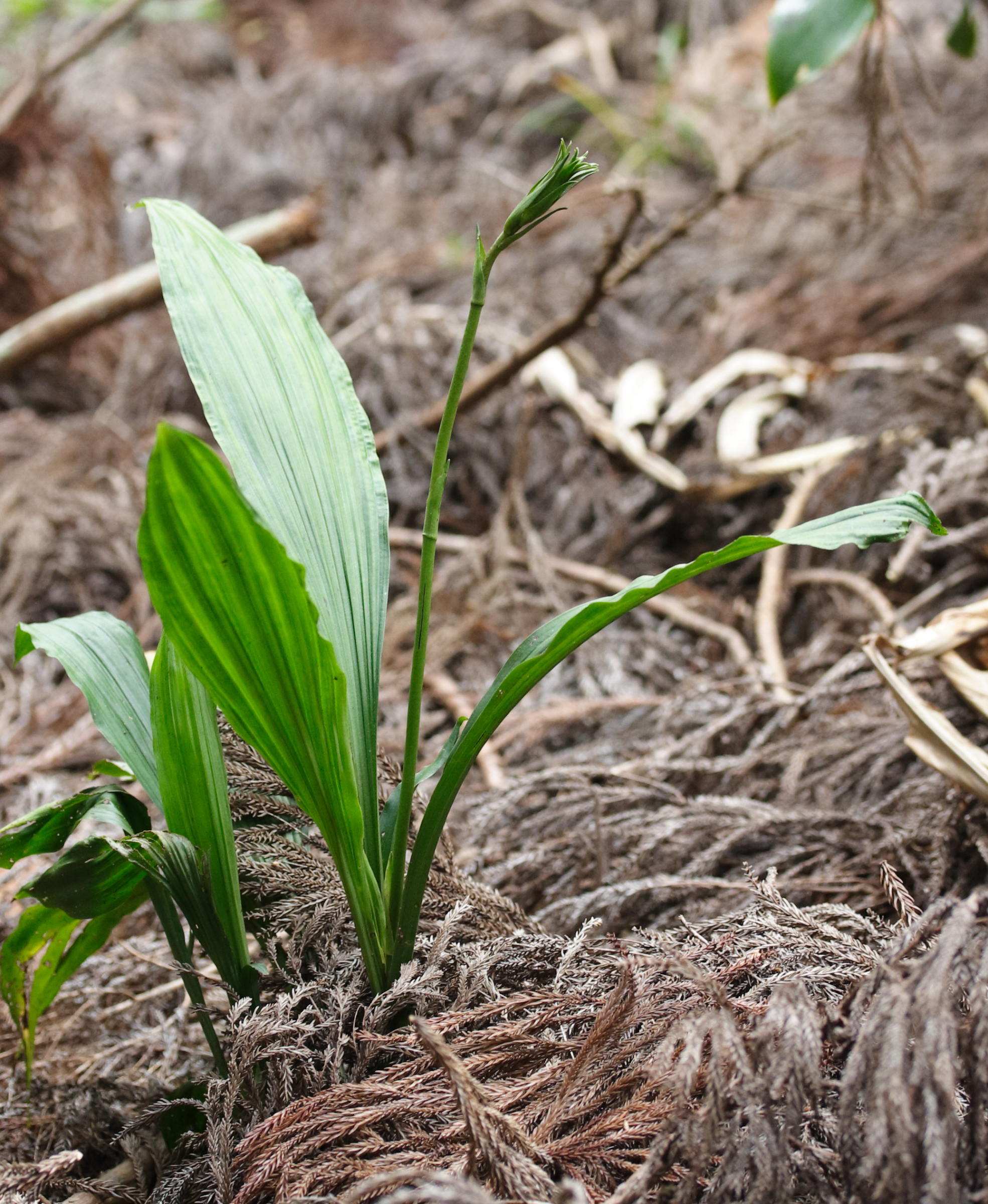 calanthe_sylvatica4md