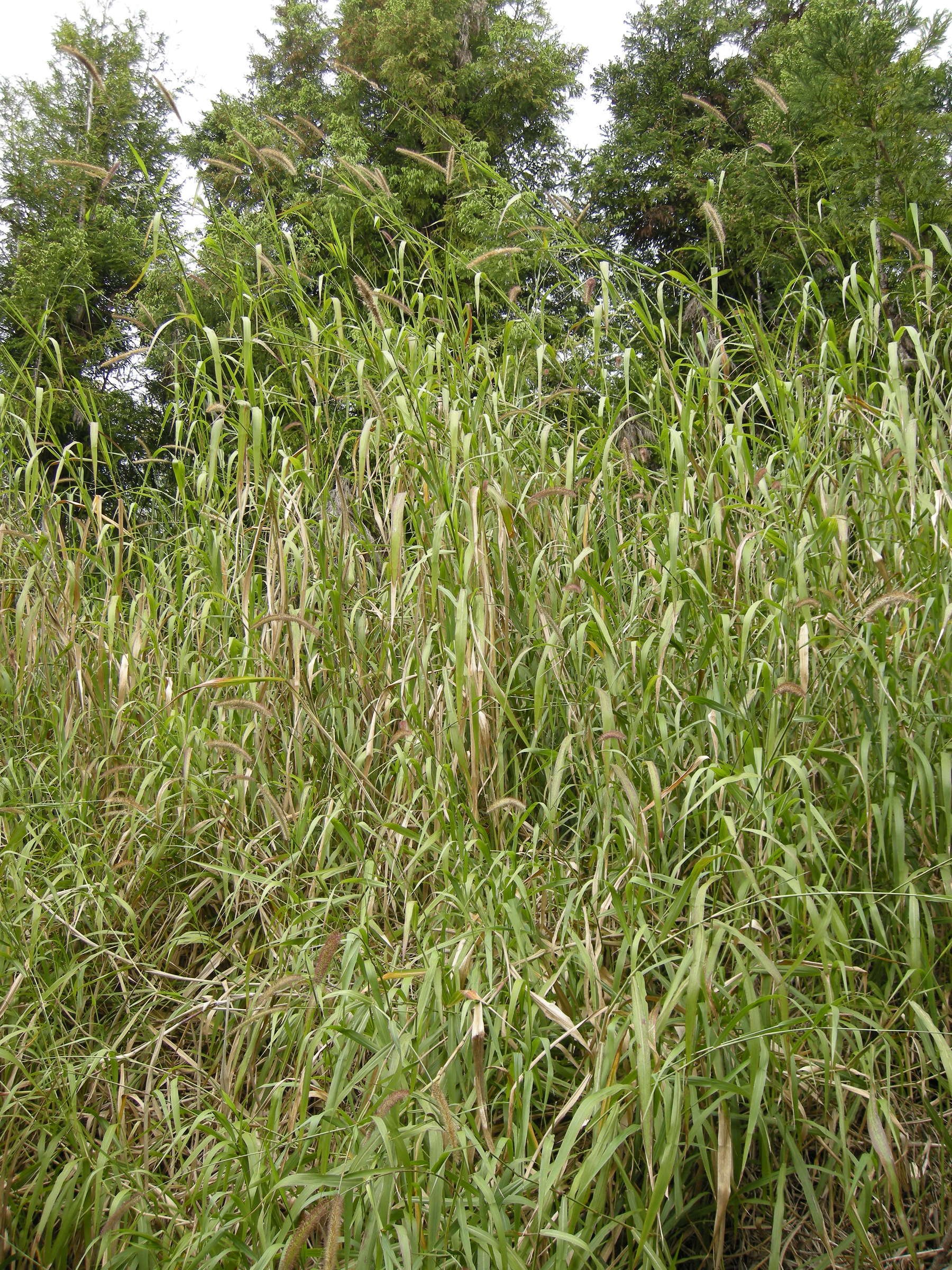 cenchrus_polystachion1md