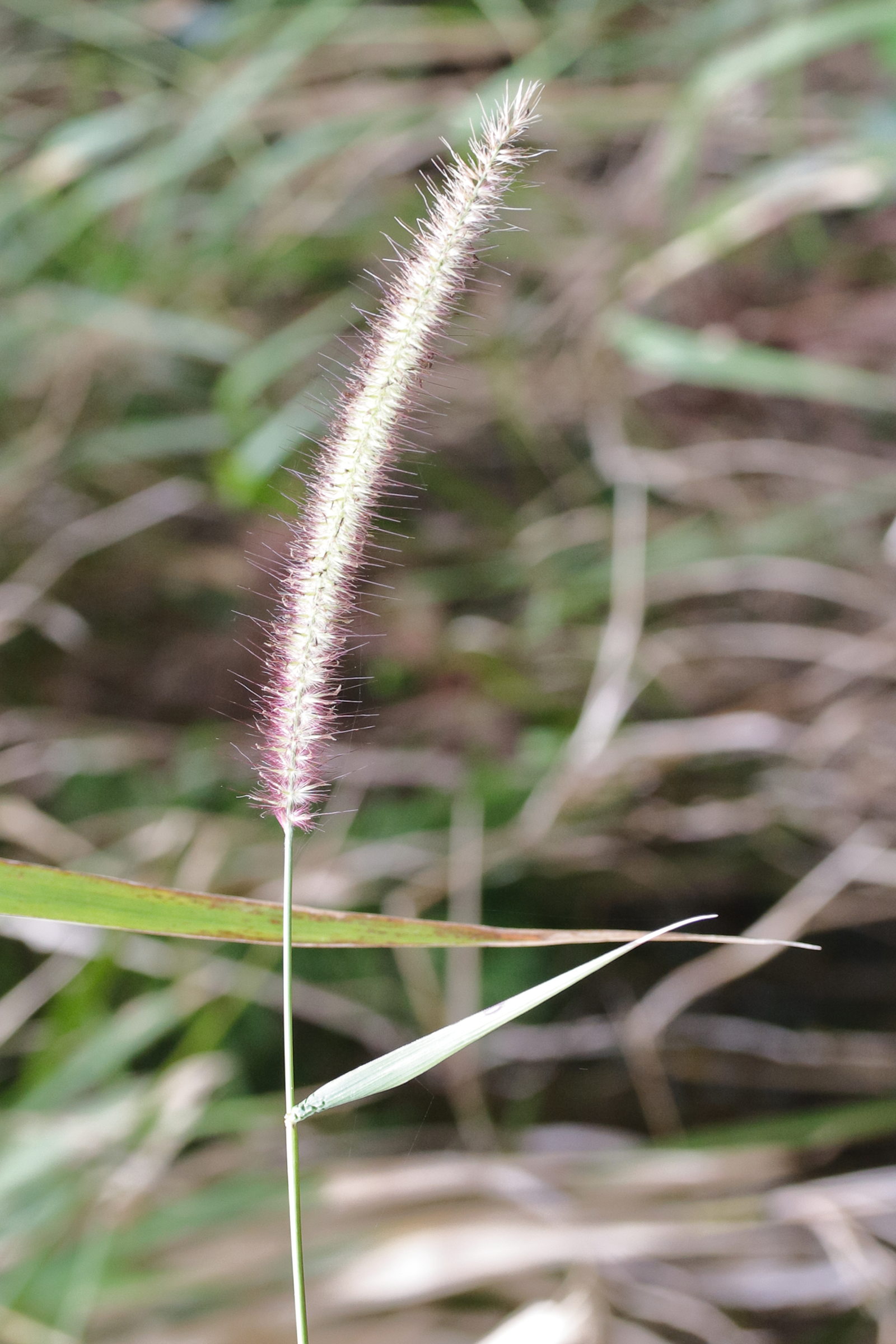 cenchrus_polystachion2md