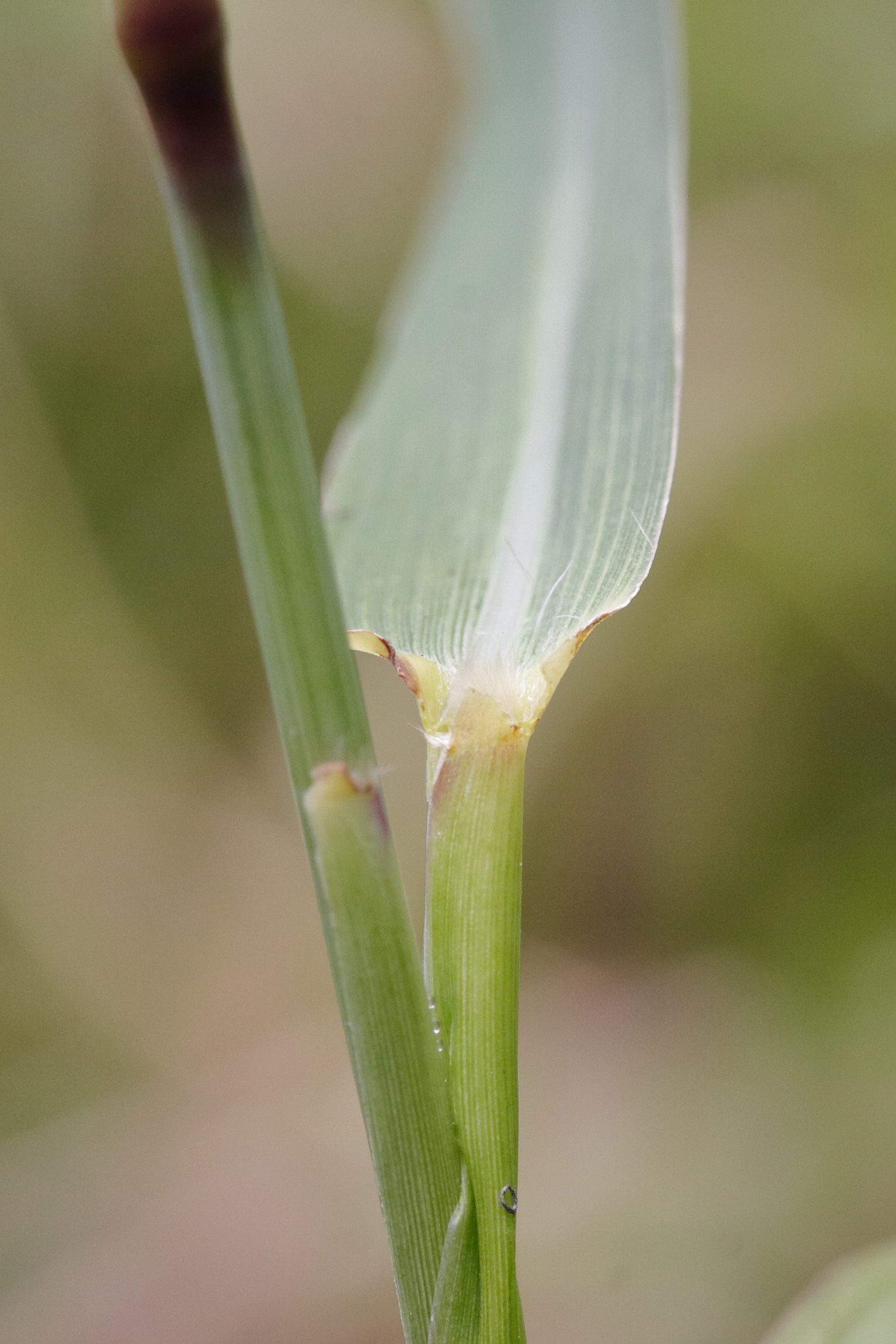 cenchrus_polystachion3md