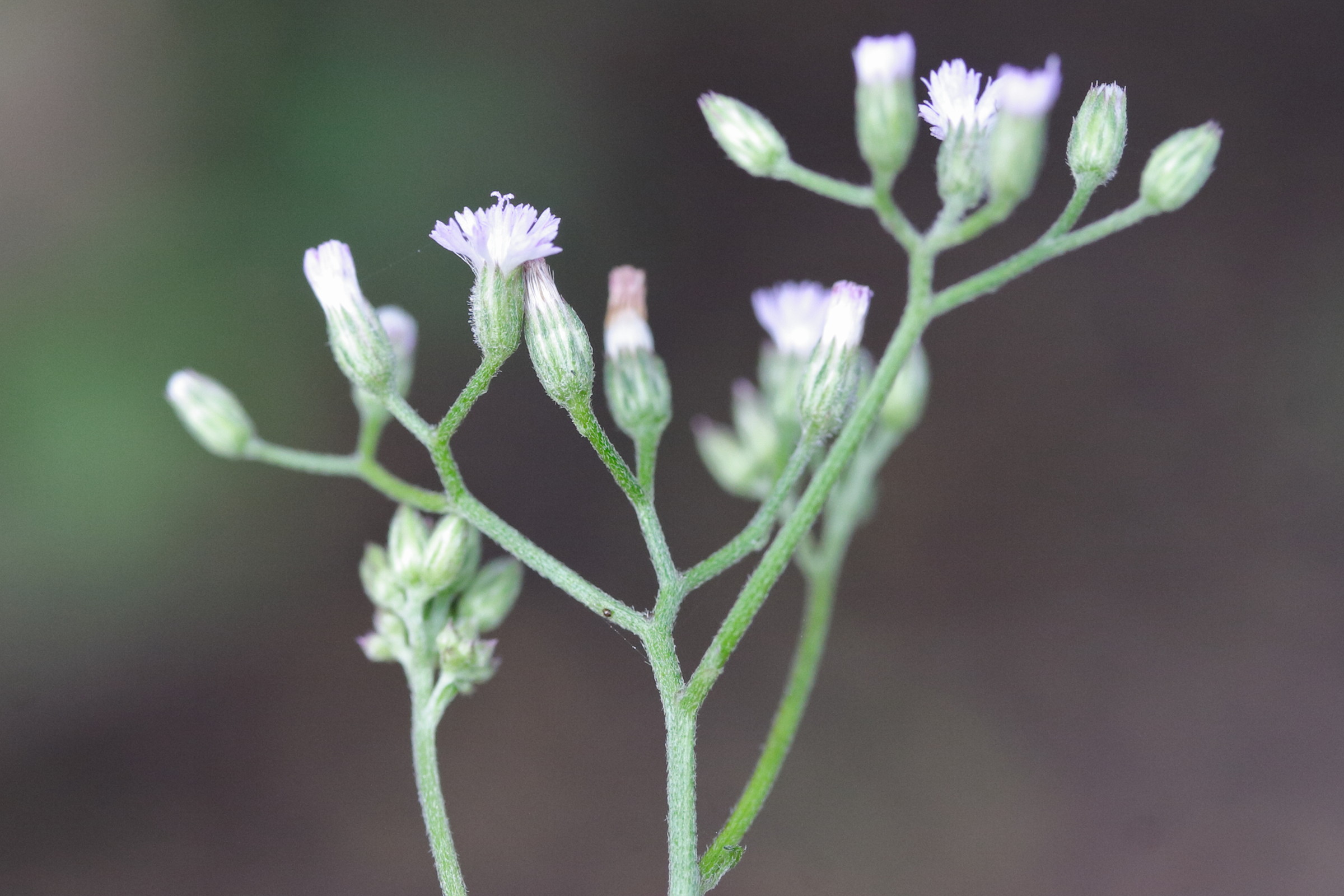 Afficher le média cyanthillium_cinereum4md cyanthillium_cinereum4md