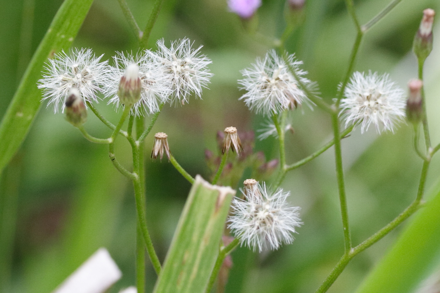 Afficher le média cyanthillium_cinereum5md cyanthillium_cinereum5md