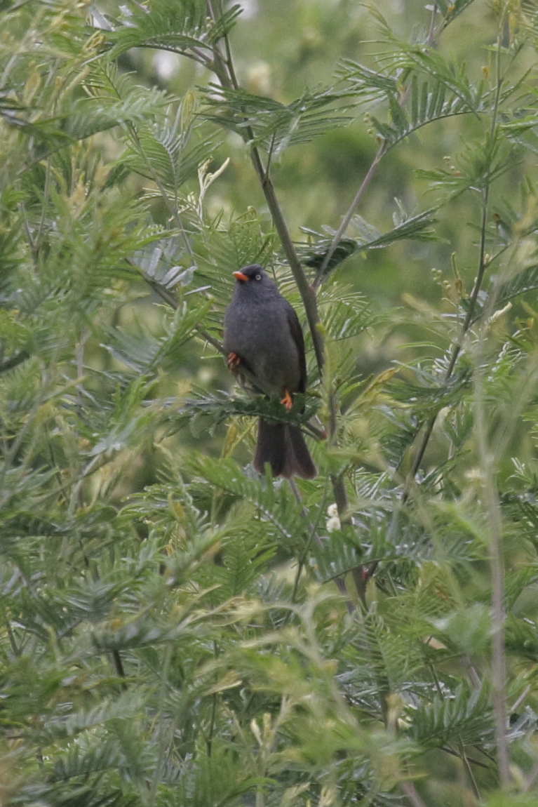 Afficher le média bulbul_de_la_reunion_-_hypsipetes_borbonicus4bdbd bulbul_de_la_reunion_-_hypsipetes_borbonicus4bdbd