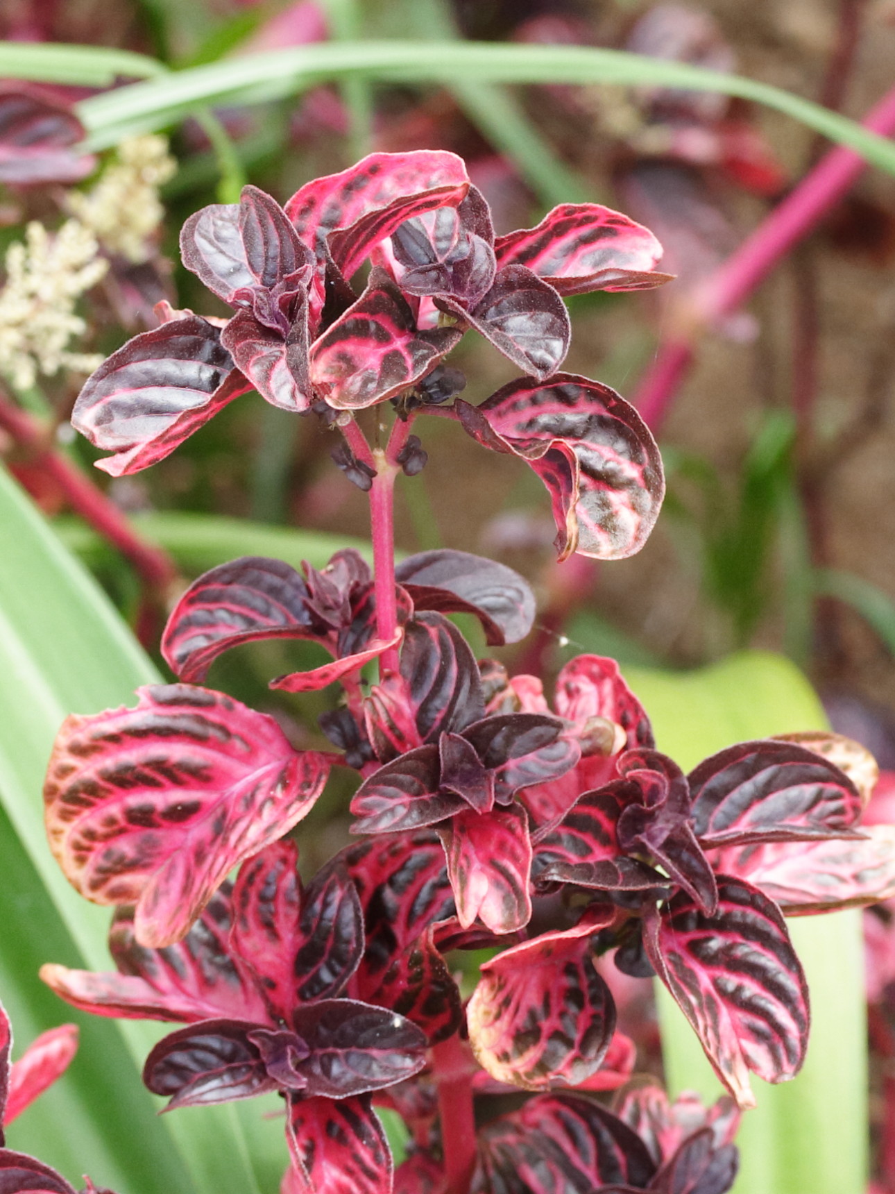 Afficher le média iresine_herbstii2md iresine_herbstii2md