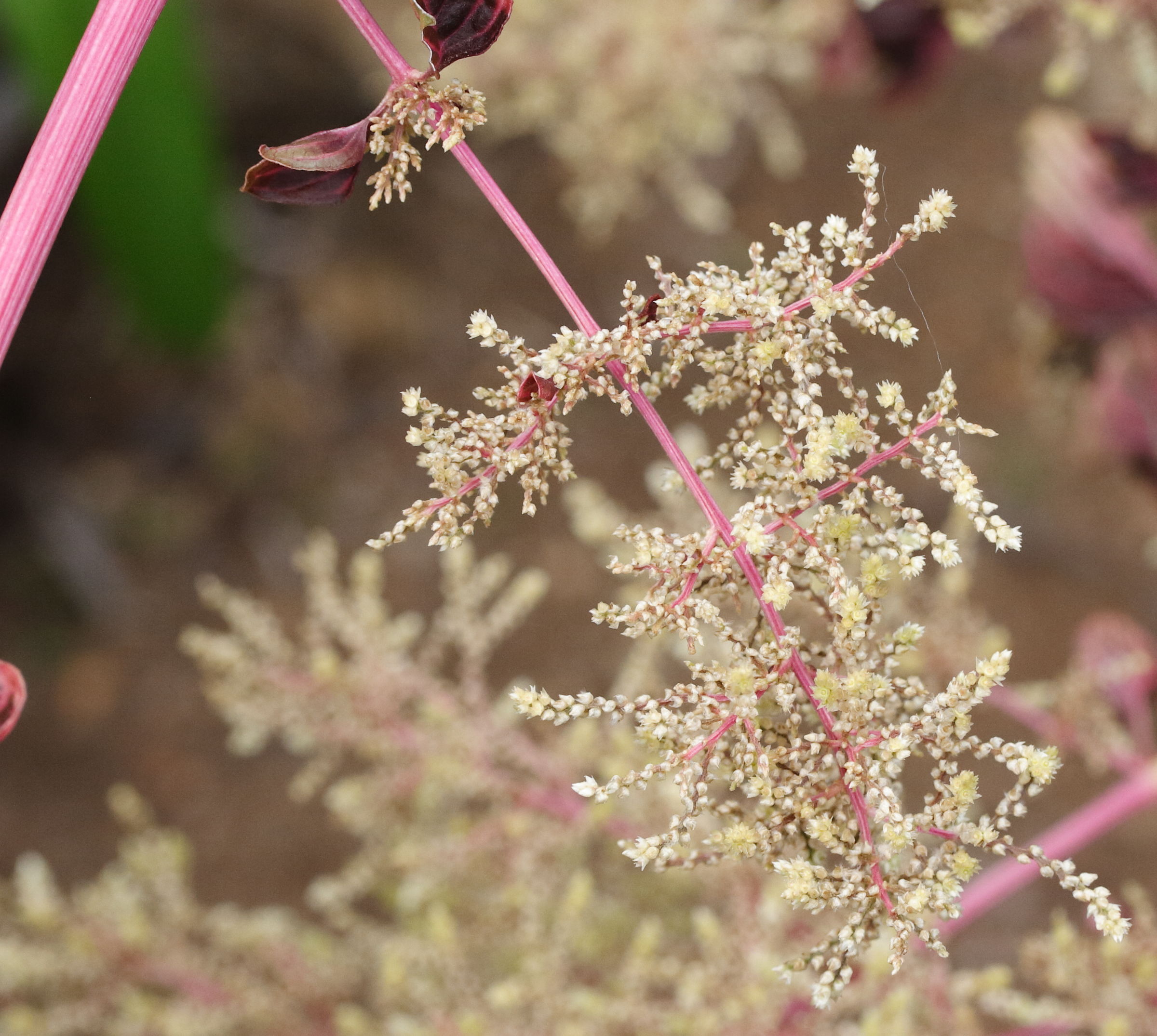 Afficher le média iresine_herbstii3md iresine_herbstii3md