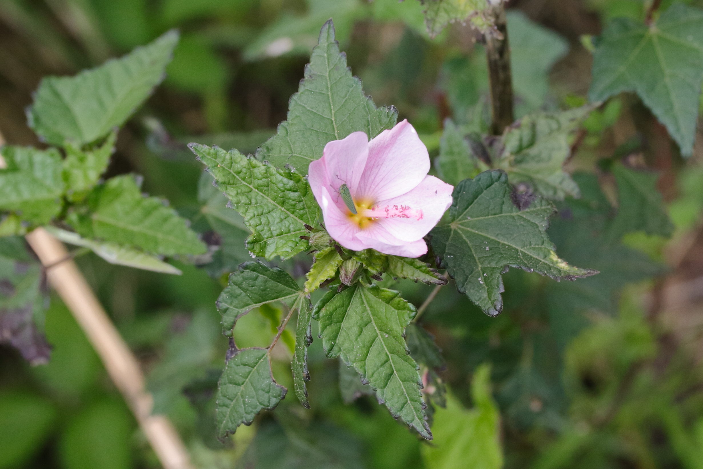 pavonia_columella1md