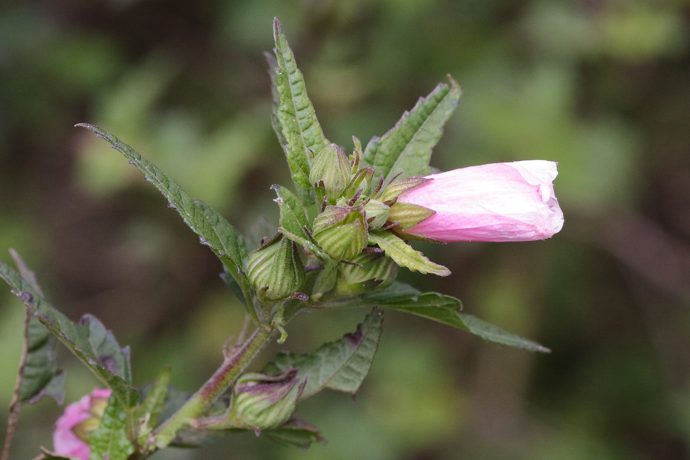 pavonia_columella2md