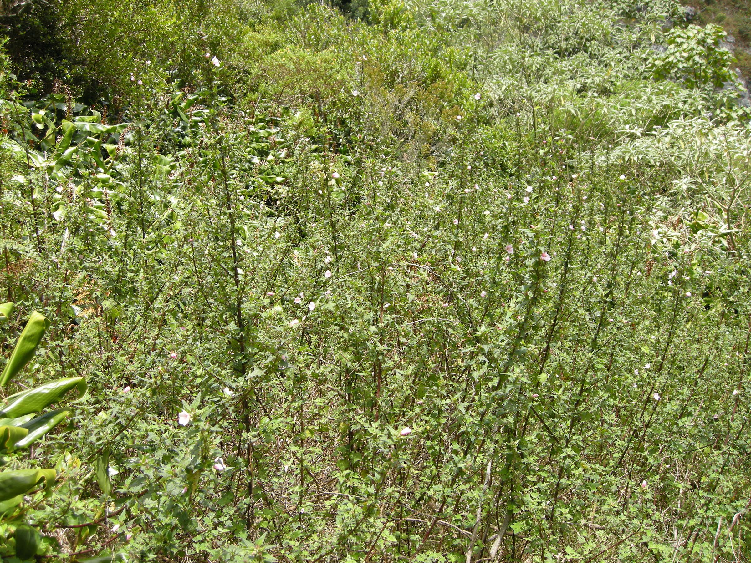 pavonia_columella3md