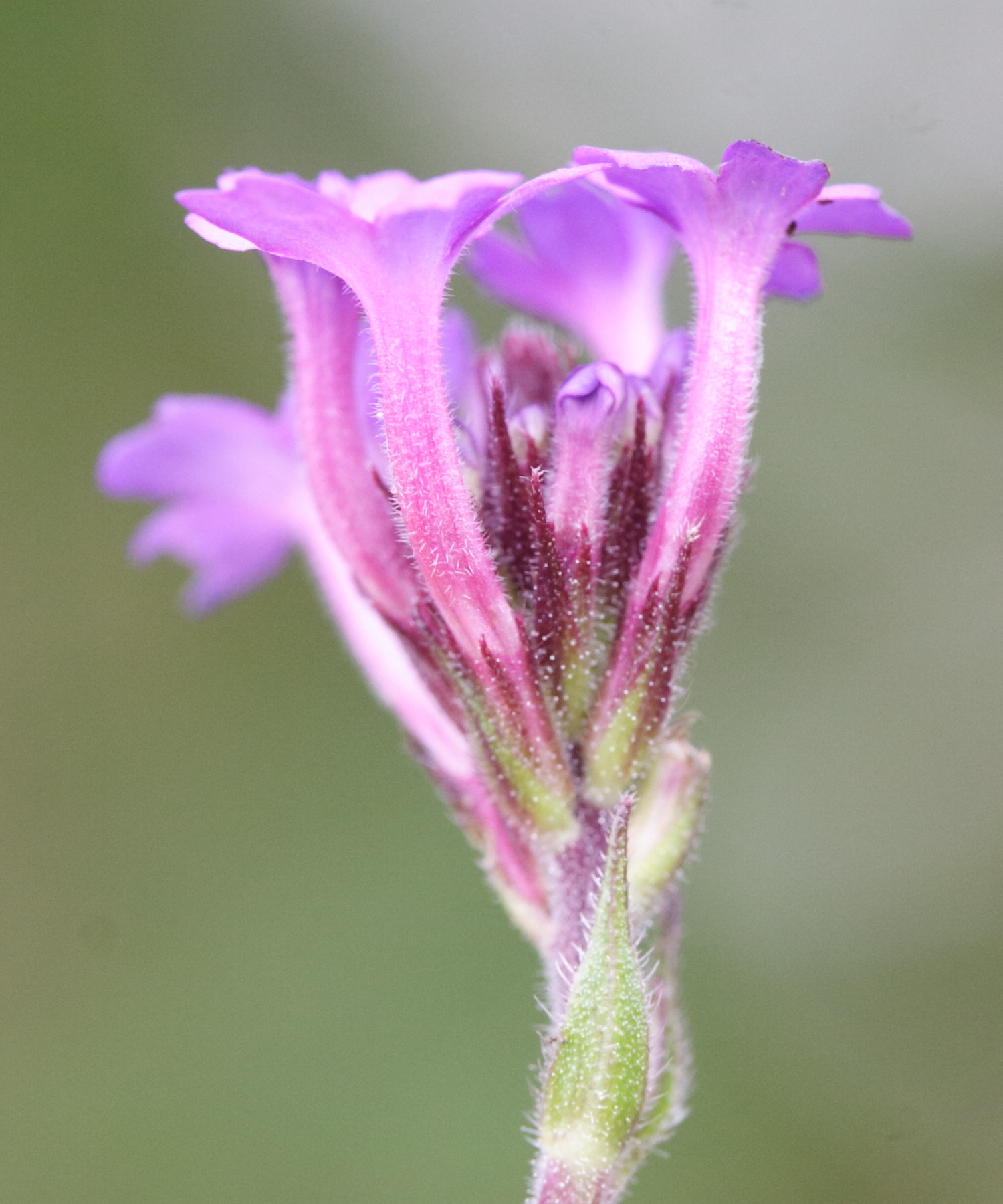 verbena_rigida4md