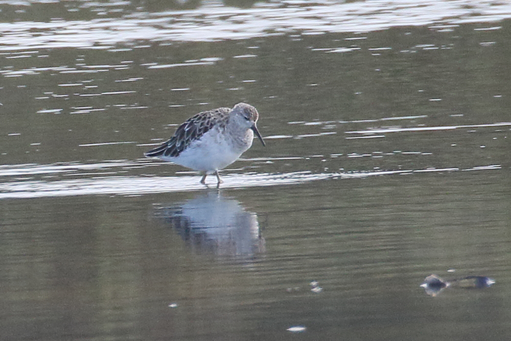 becasseau_cocorli_-_calidris_ferruginea3bd