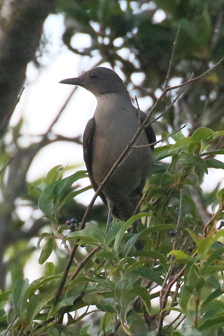 merle_de_montagne_-_turdus_plebejus2bd