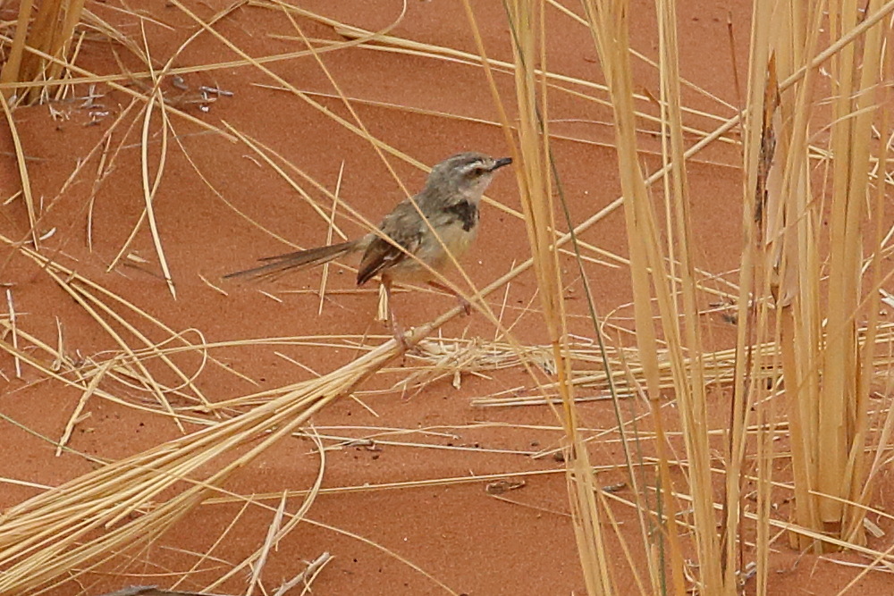 prinia_a_plastron_-_prinia_flavicans1bd