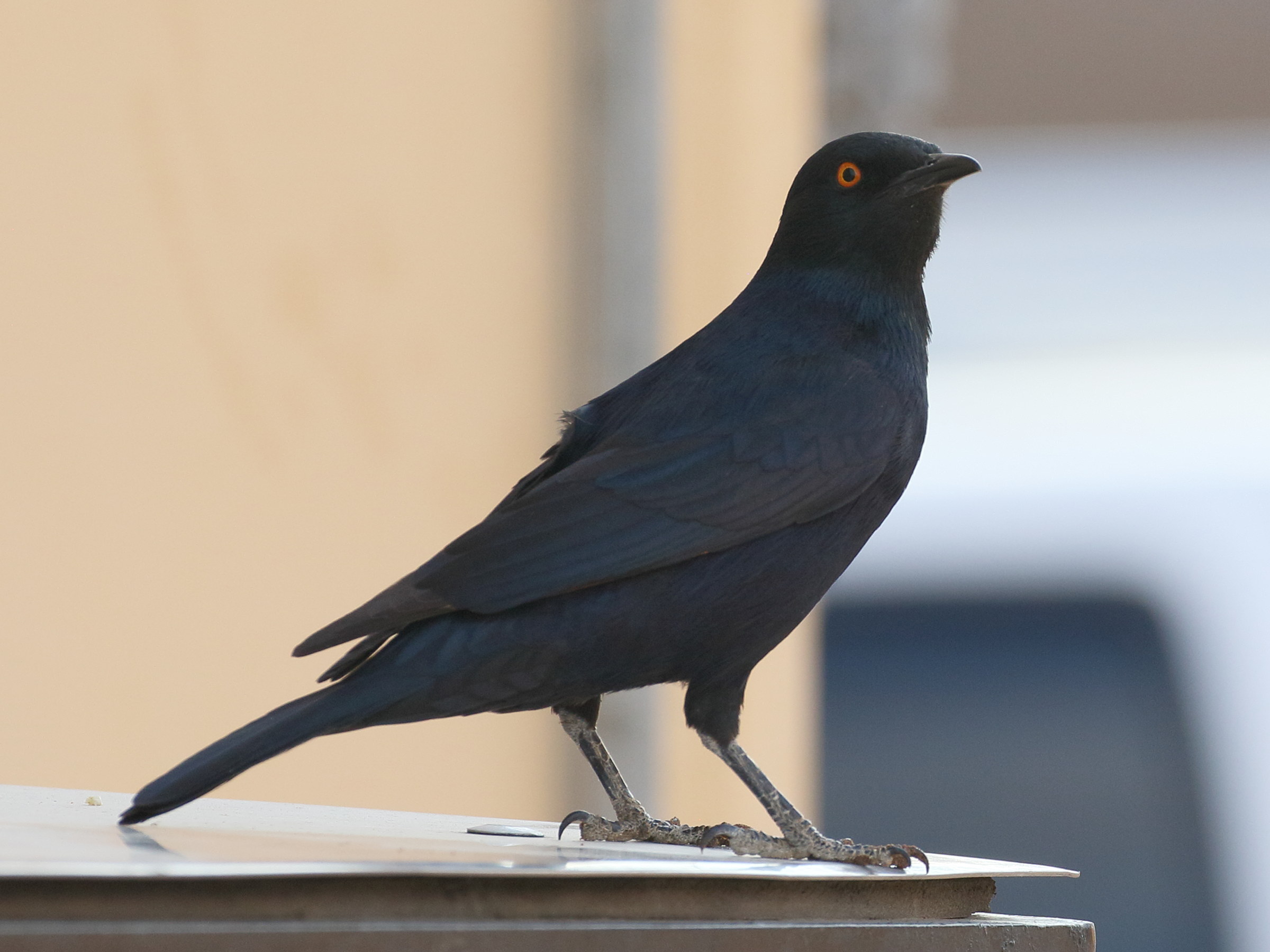 rufipenne_nabouroup_-_0nychognathus_nabouroup2bd