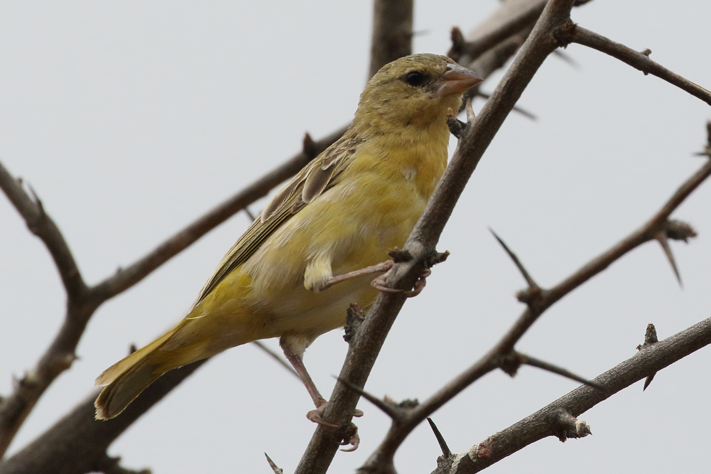 tisserin_a_tete_rousse_-_ploceus_velatus10bd