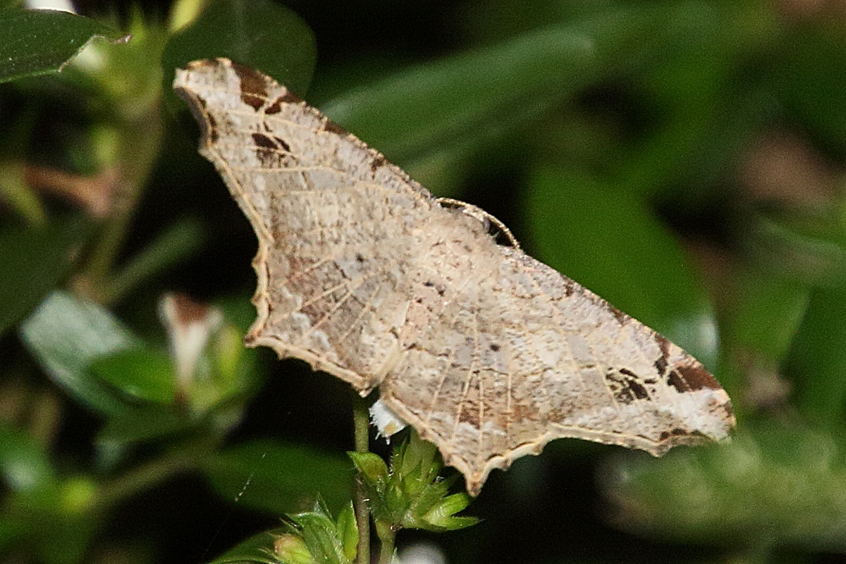 chiasmia_emersaria1bd