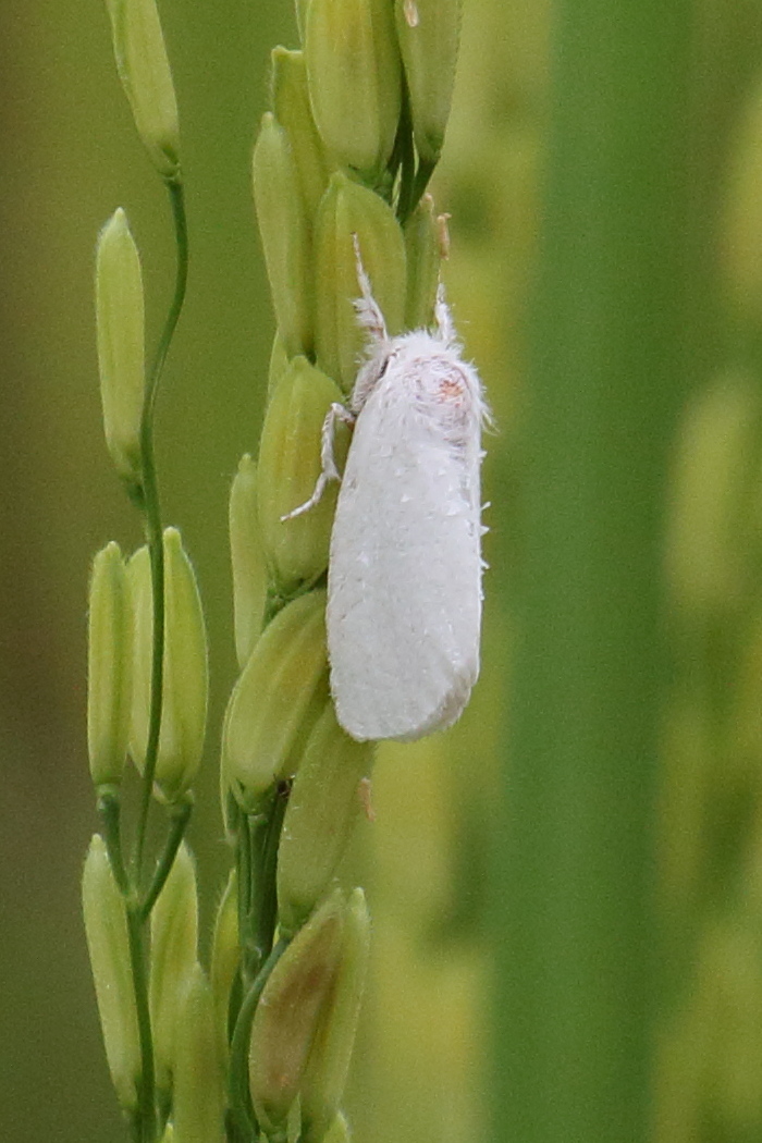 Afficher le média scirpophaga_innotata1bd scirpophaga_innotata1bd