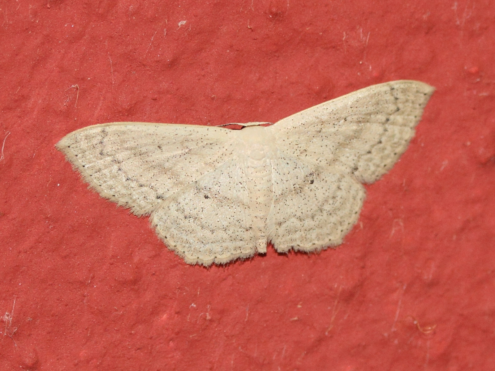 idaea_pulveraria_agrammaria1md
