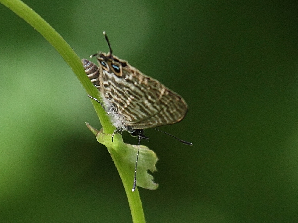 leptotes_mayottensis1bd