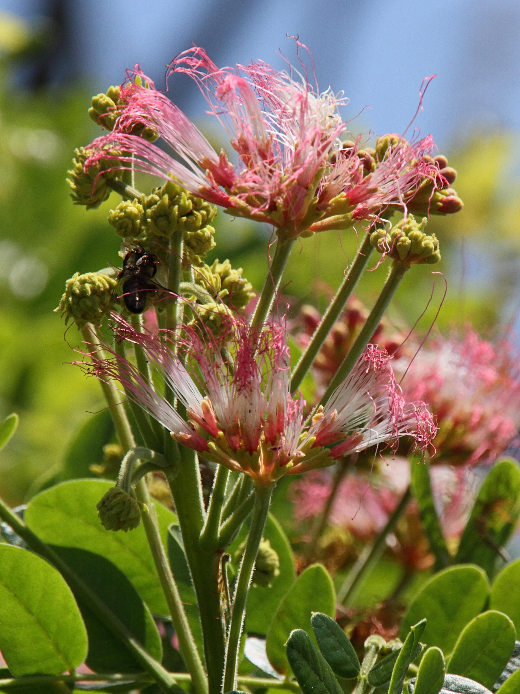 Afficher le média albizia_saman8md albizia_saman8md