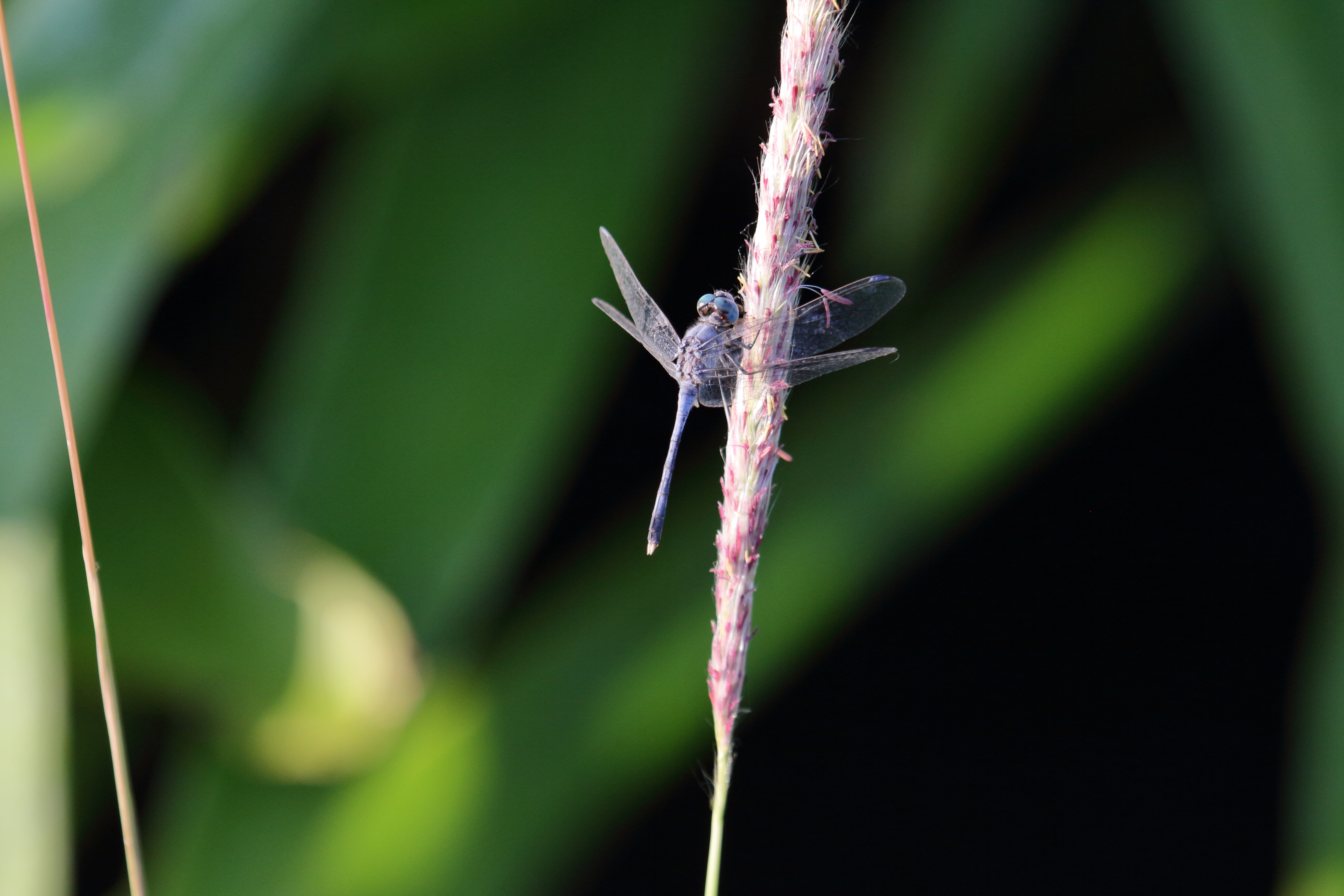 diplacodes_trivialis4bd