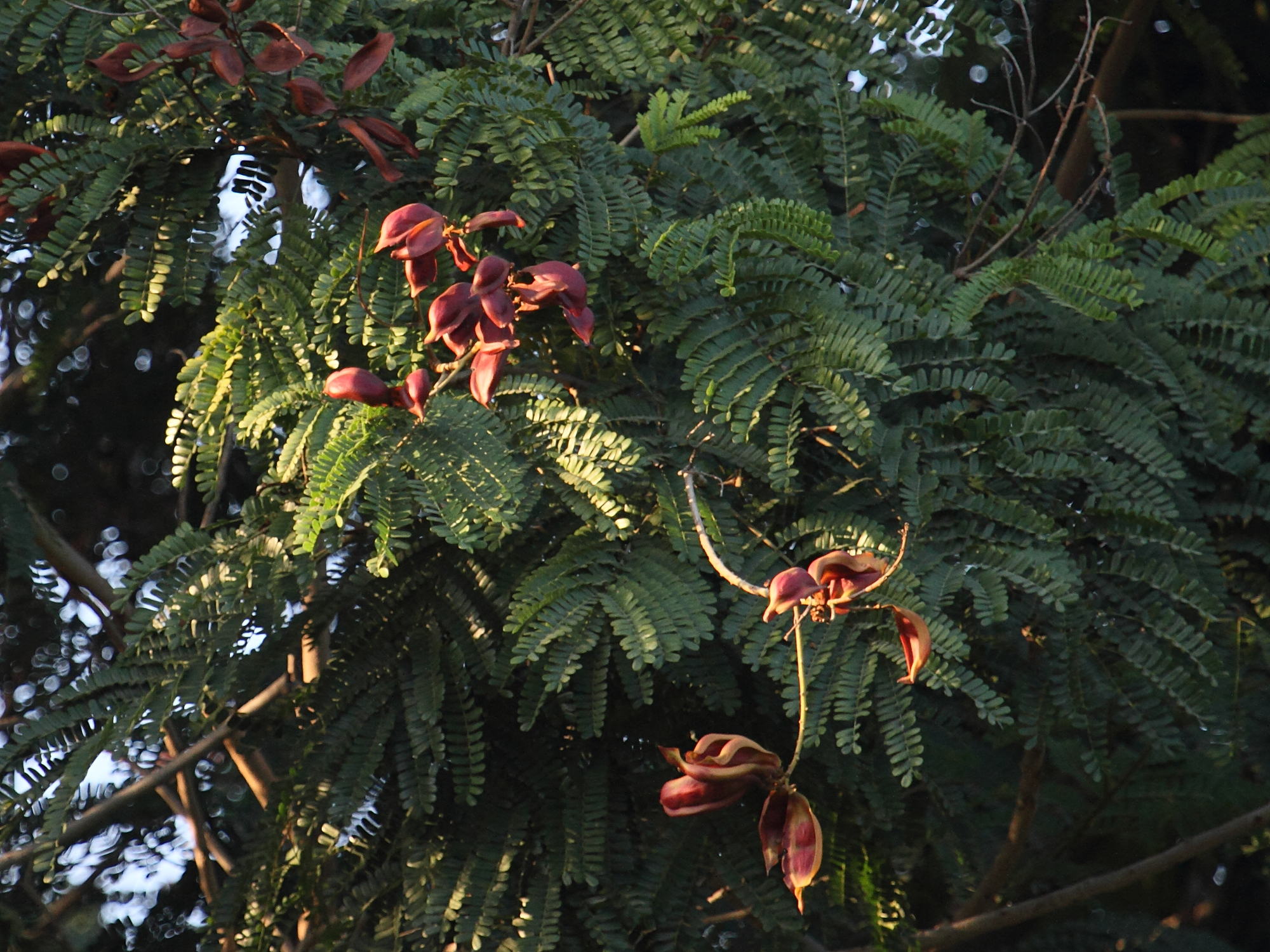 peltophorum_pterocarpum10bd
