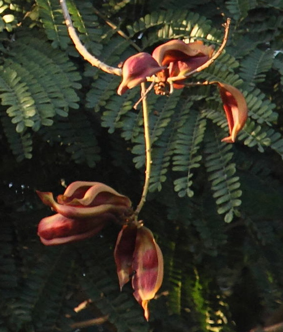 peltophorum_pterocarpum11bd