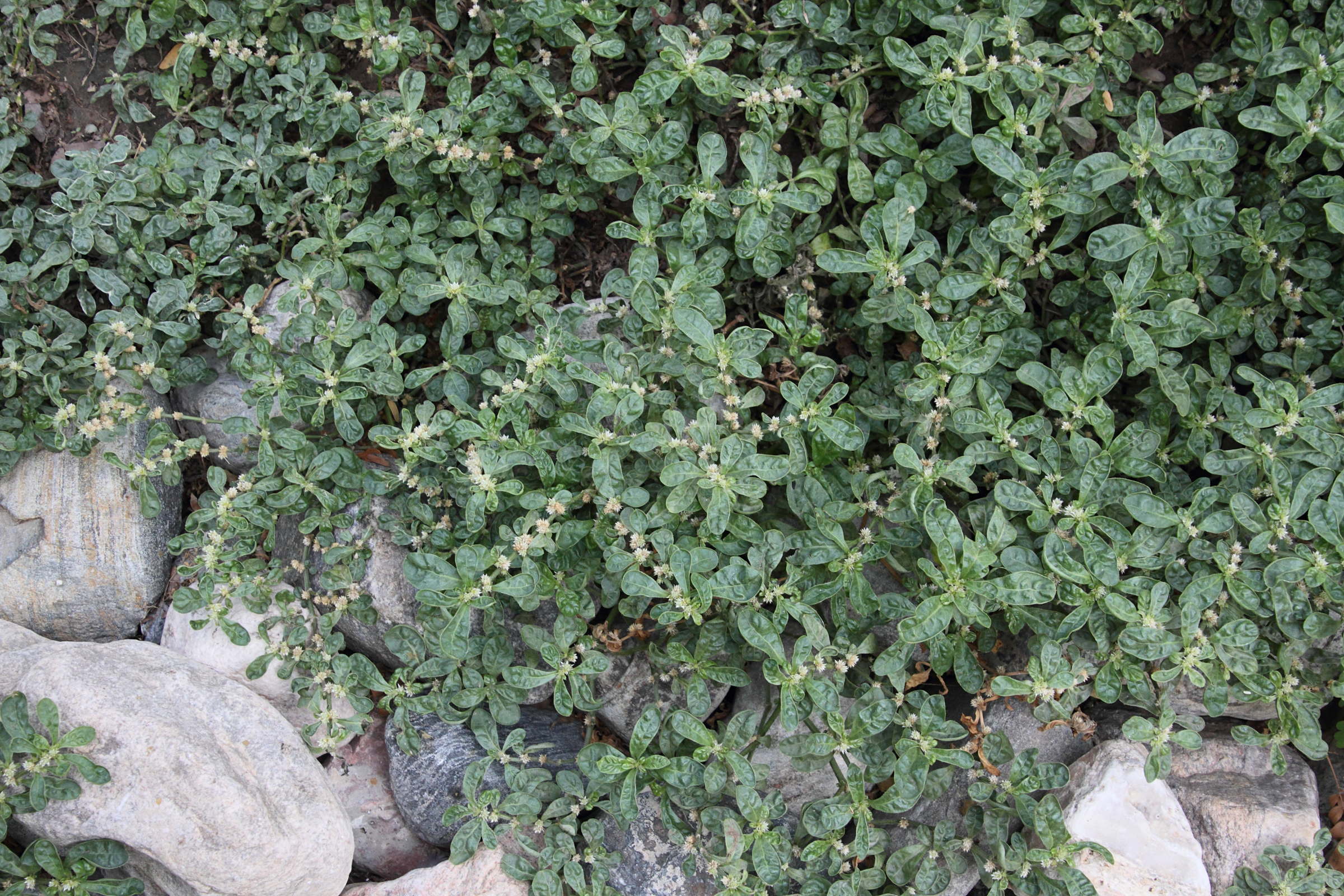 Afficher le média alternanthera_caracasana1md alternanthera_caracasana1md