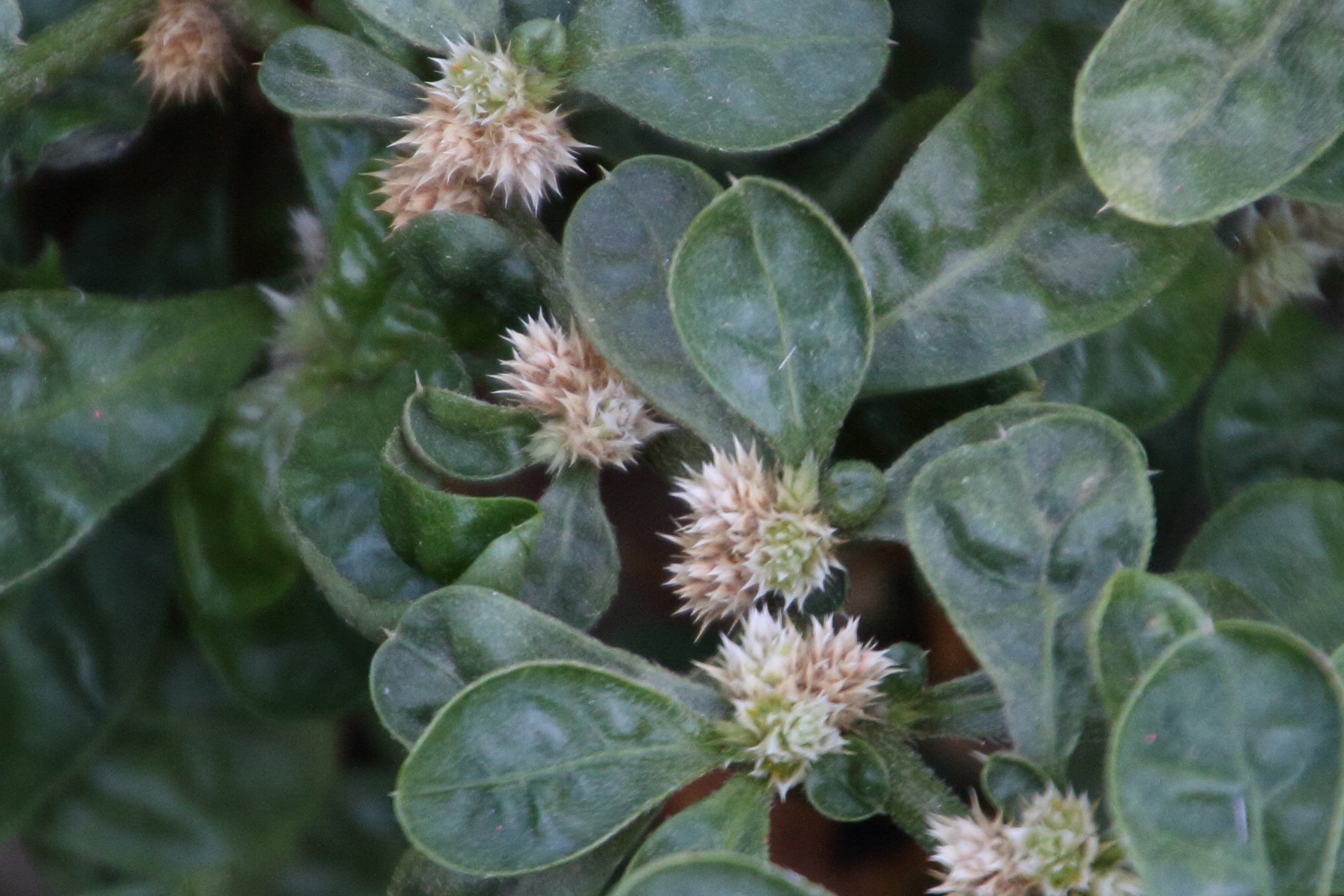 Afficher le média alternanthera_caracasana2md alternanthera_caracasana2md