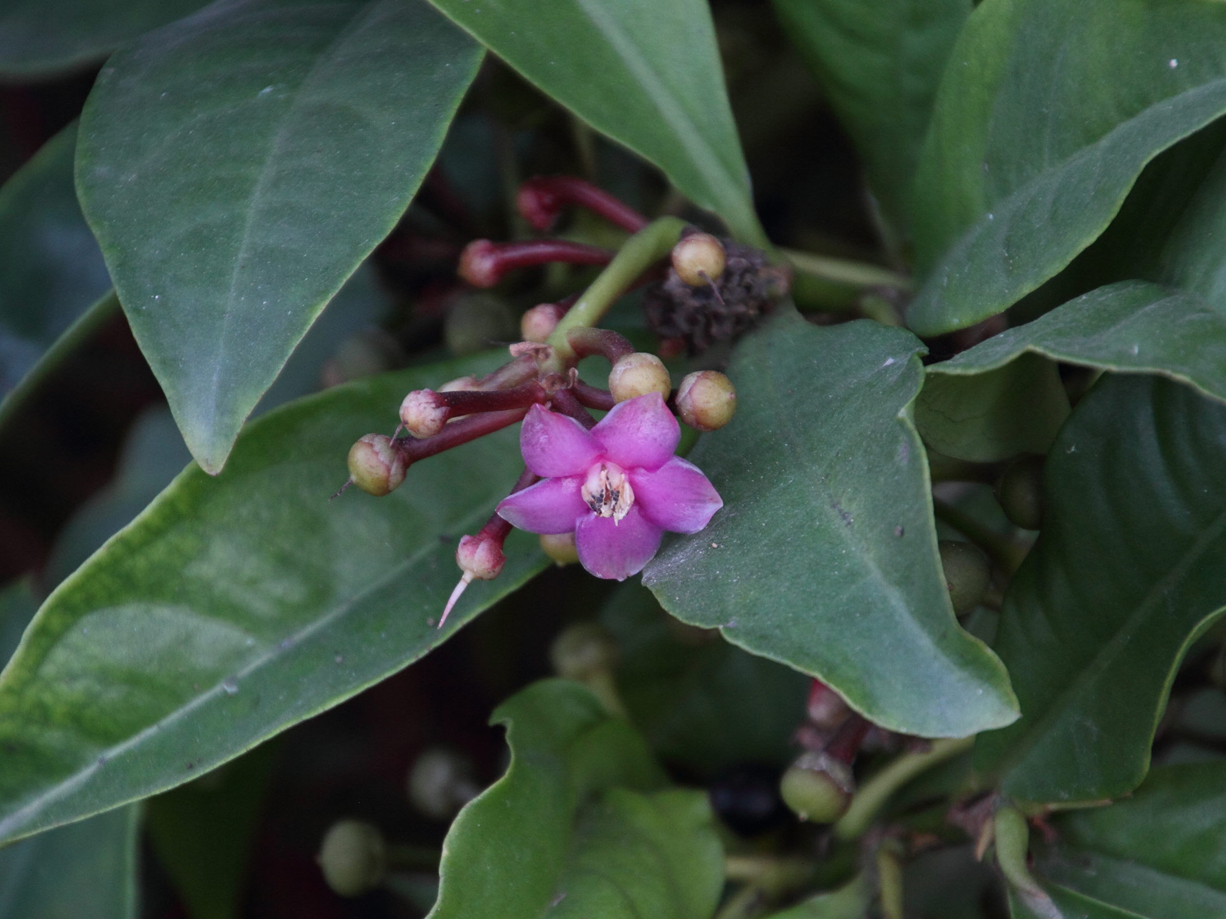 ardisia_elliptica1md