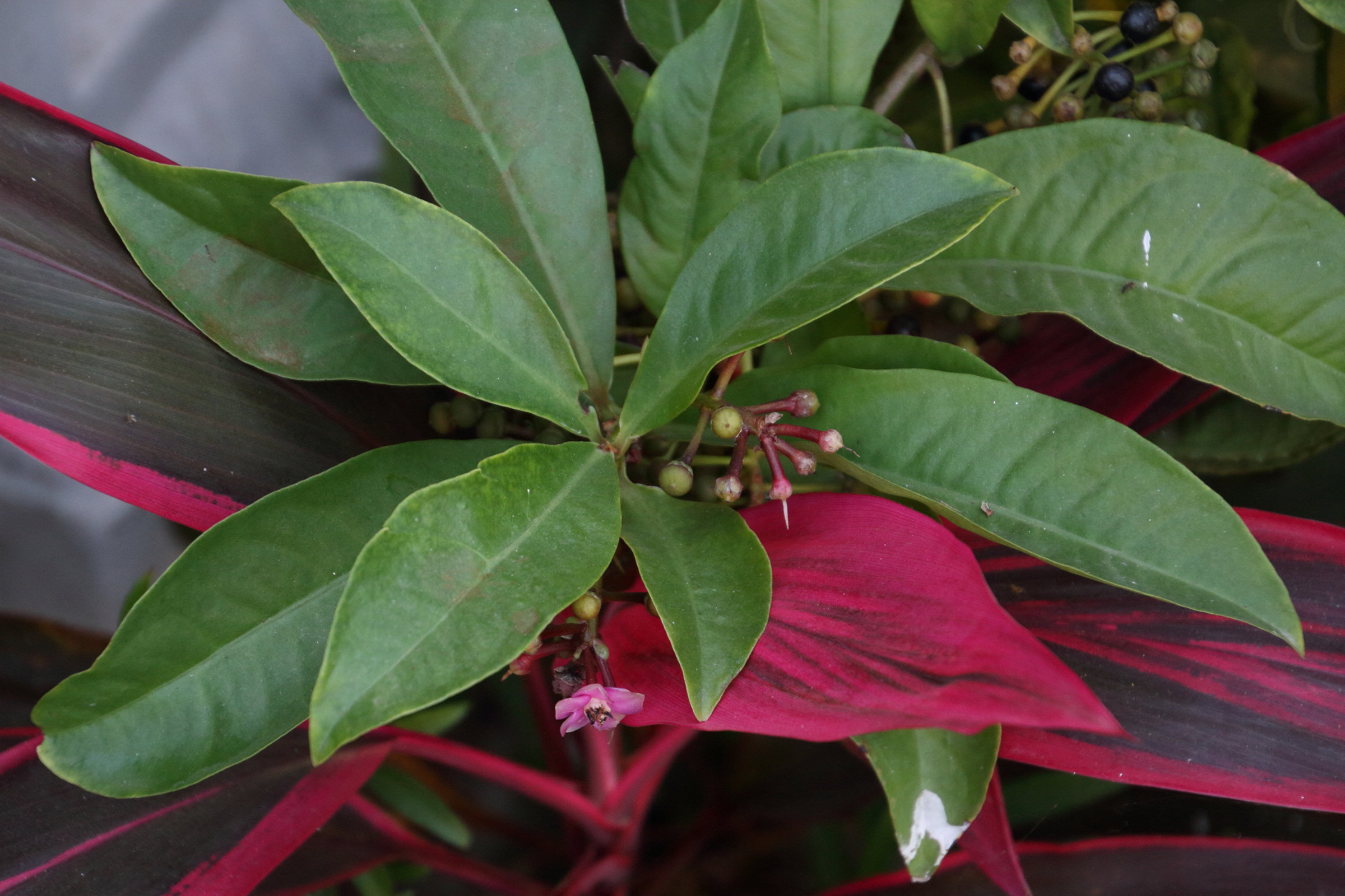 ardisia_elliptica2md