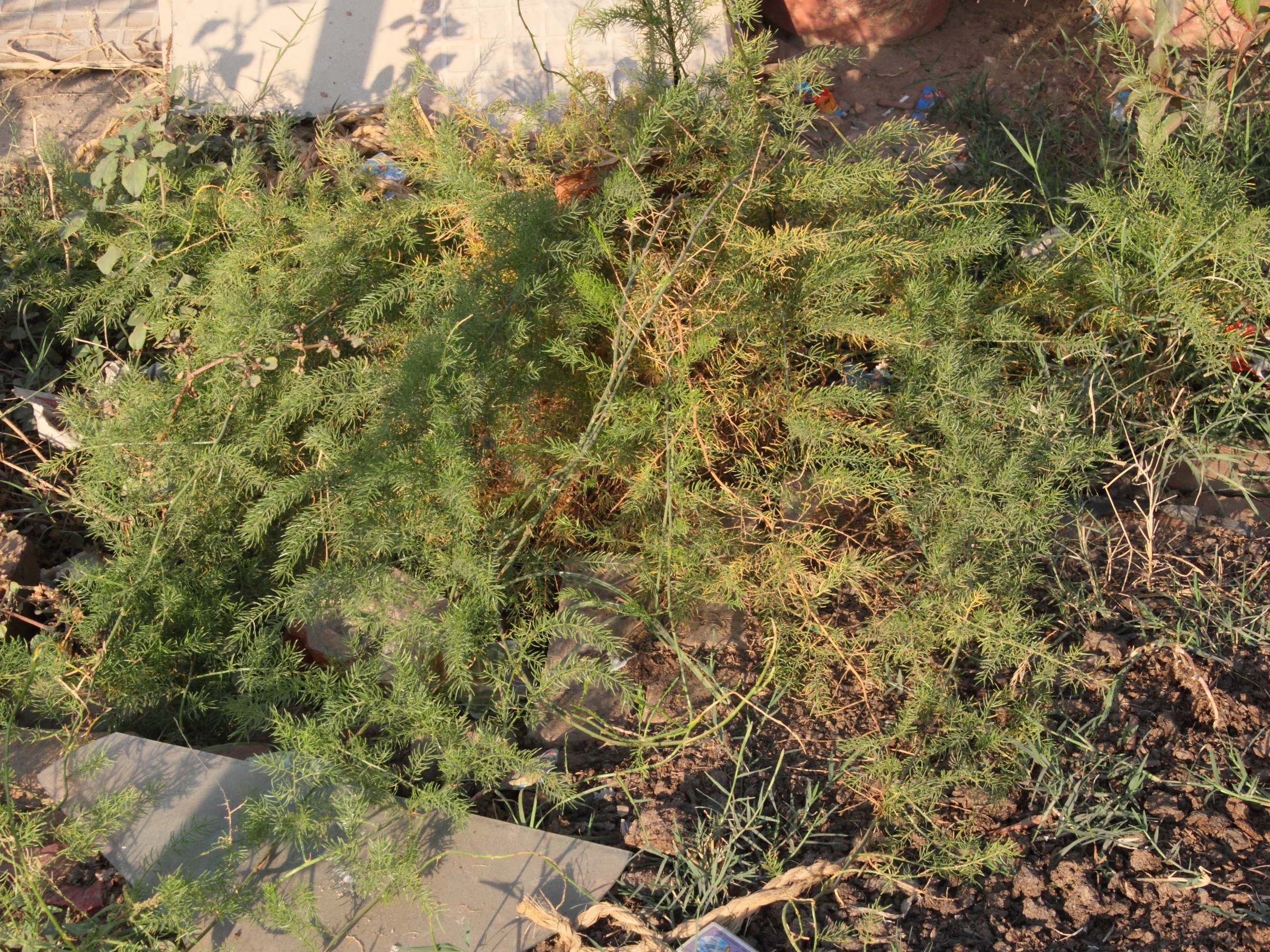 asparagus_aethiopicus1md