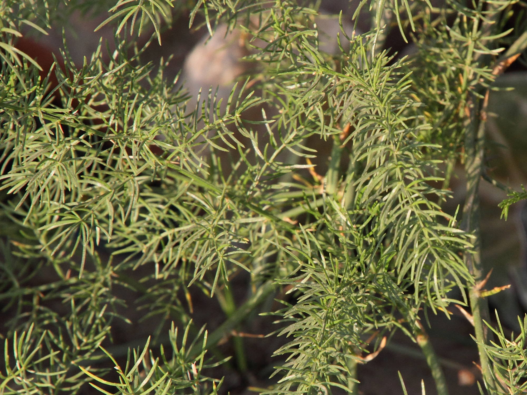 asparagus_aethiopicus2md