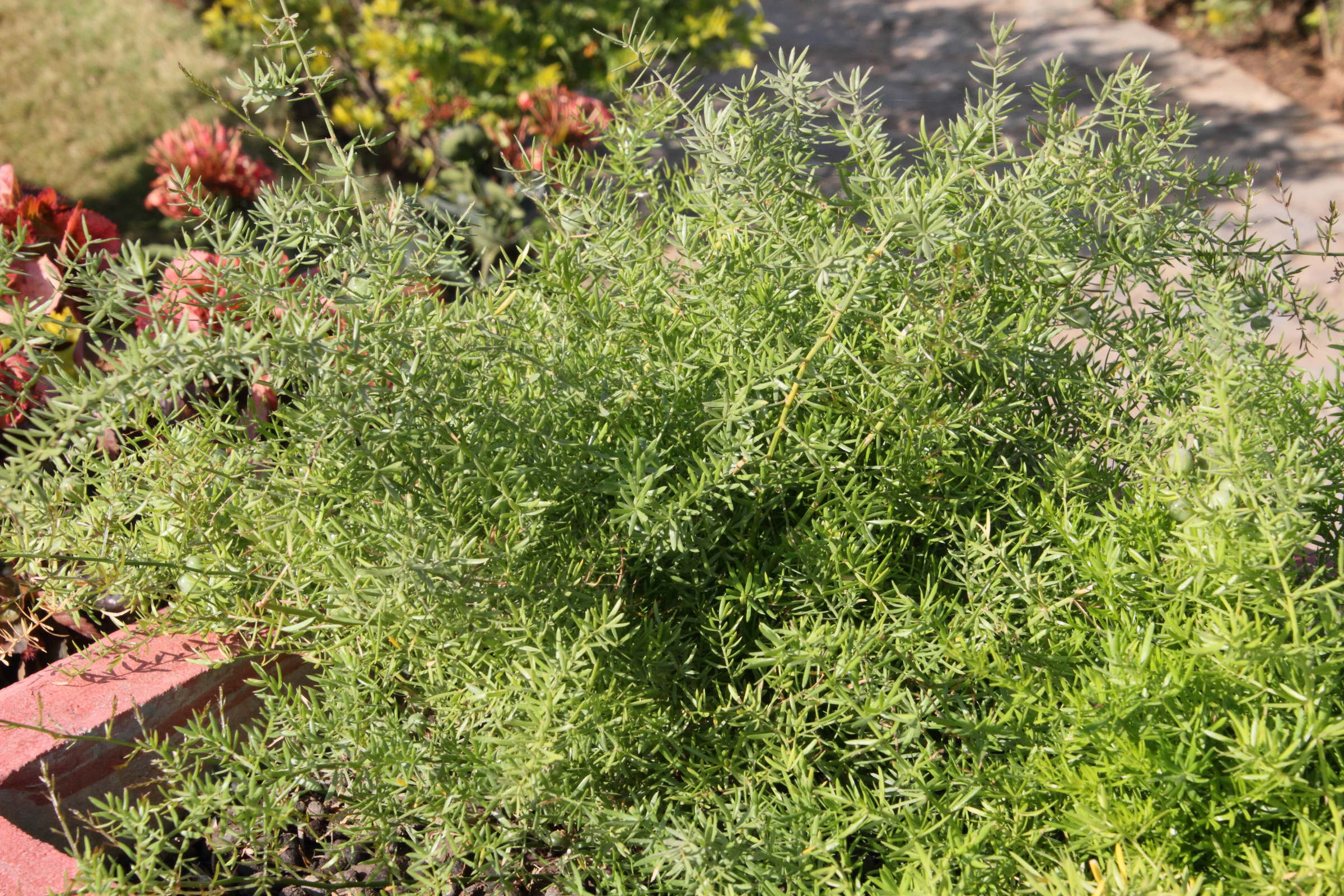 asparagus_aethiopicus3md