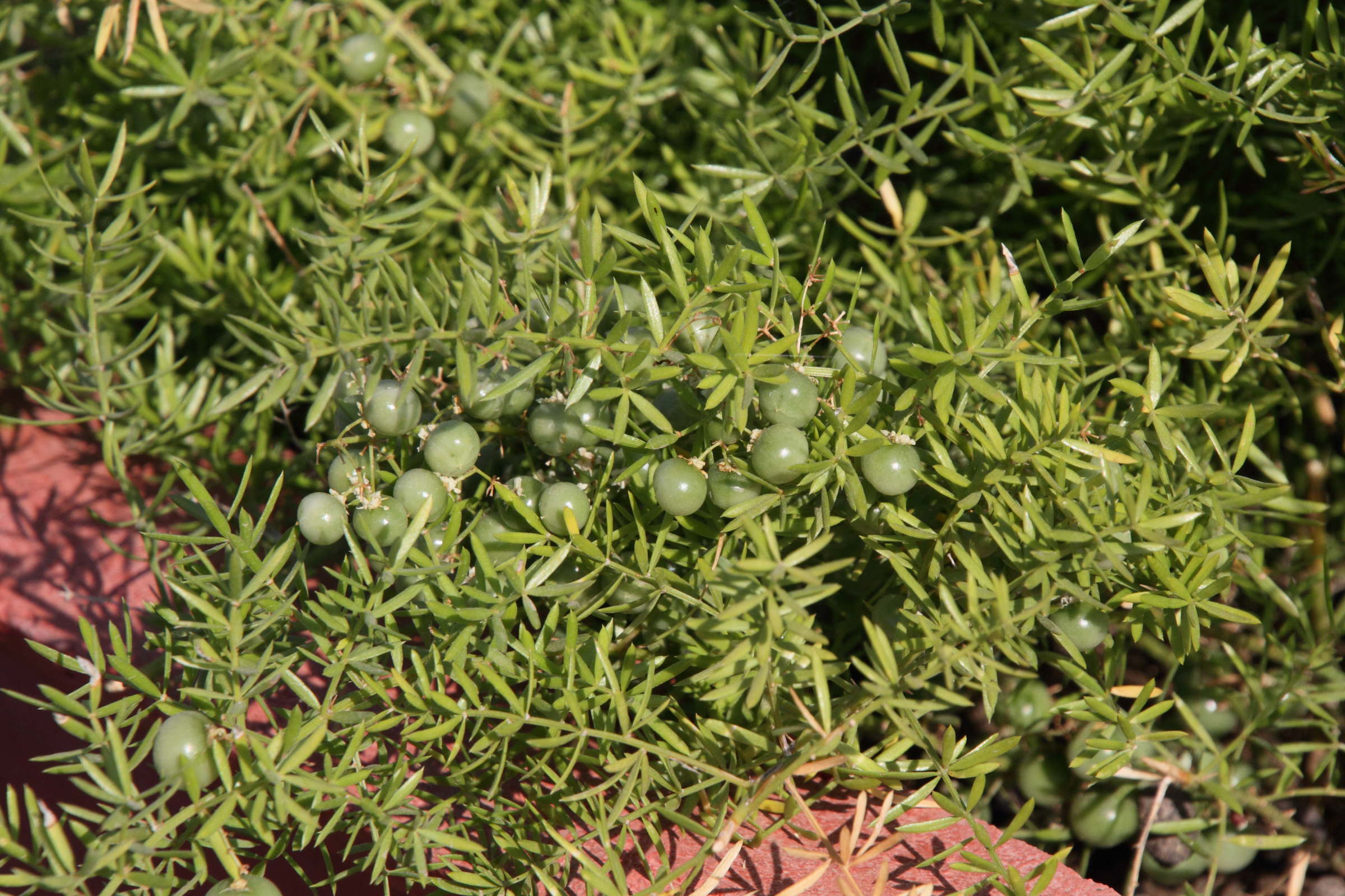 asparagus_aethiopicus4md