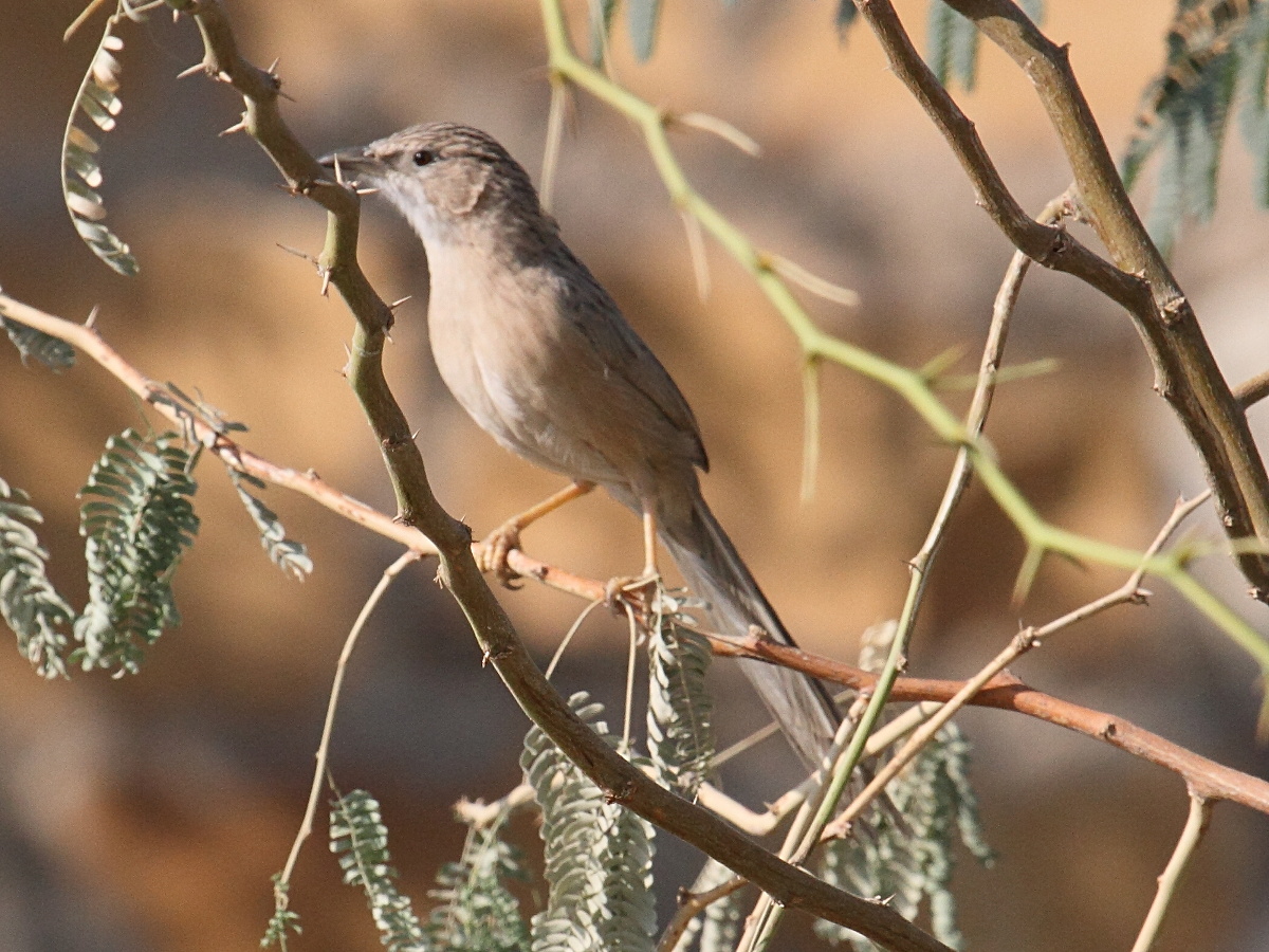craterope_indien_-_turdoides_caudata1bd
